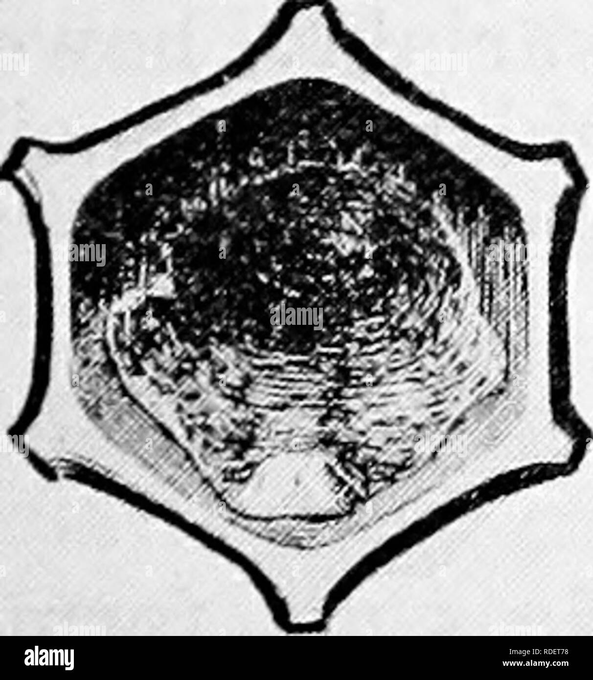 . Malattie delle api. Le api. . Si prega di notare che queste immagini vengono estratte dalla pagina sottoposta a scansione di immagini che possono essere state migliorate digitalmente per la leggibilità - Colorazione e aspetto di queste illustrazioni potrebbero non perfettamente assomigliano al lavoro originale. Foto Stock