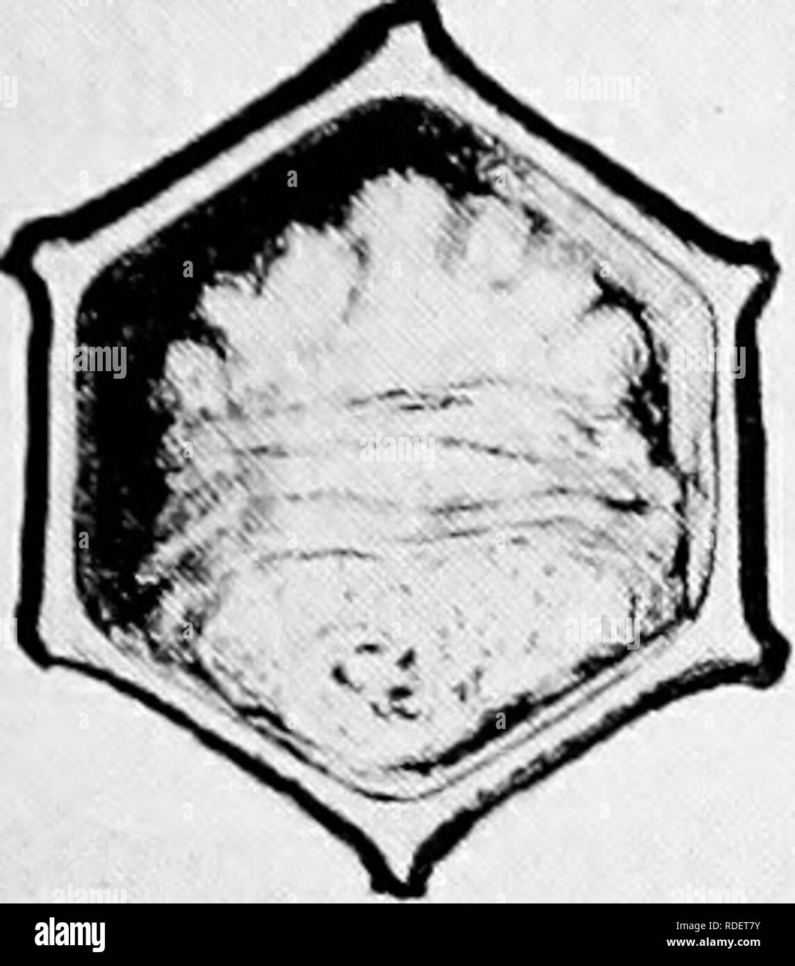 . Malattie delle api. Le api. . Si prega di notare che queste immagini vengono estratte dalla pagina sottoposta a scansione di immagini che possono essere state migliorate digitalmente per la leggibilità - Colorazione e aspetto di queste illustrazioni potrebbero non perfettamente assomigliano al lavoro originale. Foto Stock