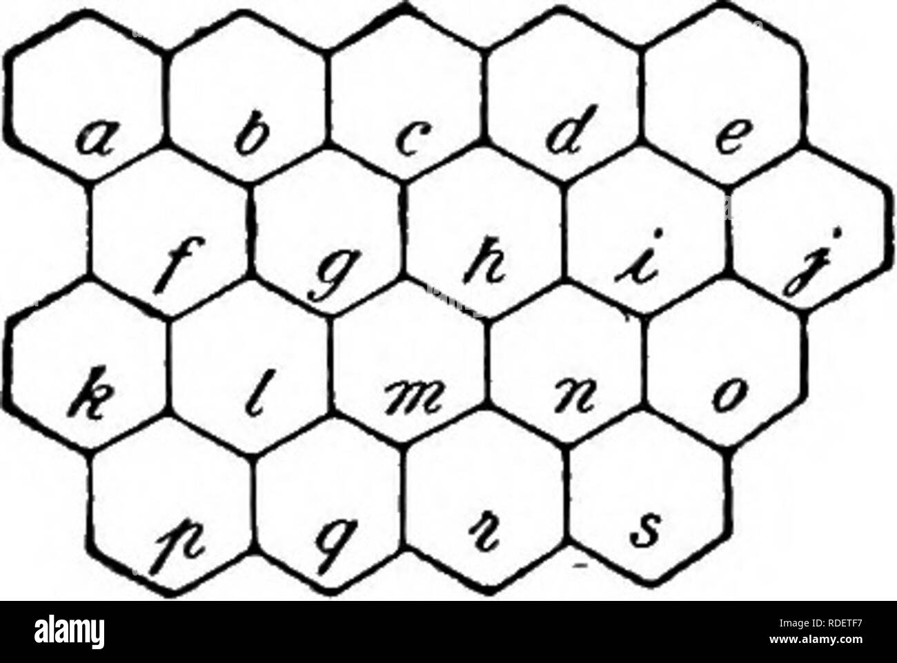 . Malattie delle api. Le api. Fig. 4. Peste americana: a, b, f, normali cellule sigillate; c, f, sunken cappings, mostrando perforatipns; g, affondata non incappucciamento perfor- ated; h, 1, m, n, q, r, larve colpite dalla malattia; e, I, p, s, bilancia realizzata da essiccato- giù larve; d, o, pupe colpite dalla malattia. Tre volte la dimensione naturale. (B. F. Phillips, gli agricoltori' Bollettino n. 1084, TJ. S. partono- mento dell'agricoltura.) ritirati, un lungo filo di seta è tirato fuori, spesso due pollici o più che sulla rottura, scatta indietro come un nastro in gomma. Questo ropiness è una delle principali caratteristiche della malattia. Tuttavia t Foto Stock