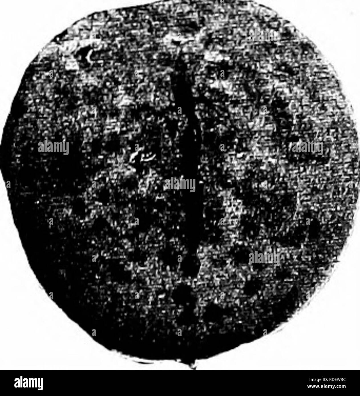 . Malattie delle piante economica . Le malattie delle piante. Frutti di drupacee 125 spruzzando il peach orchard dove il marciume bruno e scabbia sono fastidiosi, ma molte delusioni sono naturalmente di essere previsto. Il curculio e altri insetti facilmente rompere la pelle del pesco e ammettere il marrone-rot fungus anche attraverso un rivestimento della miscela spray, di modo che un cer- tain quantità di rot può sempre essere previsto quando le condi- zioni sono favorevoli." ticchiolatura (Cladosporium carpopMlum Thuem.). - Thisdisease, che è molto diffusa e così comune che molti considerano. Si prega di notare che queste immagini vengono estratte p. Foto Stock