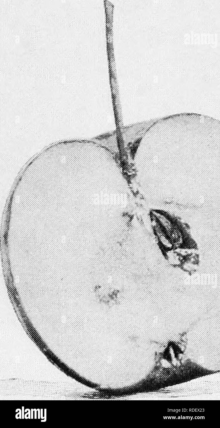 . I frutti di Ontario. Frutti-coltura. Tk.xsce.dest. VANDEVERE. Un vecchio varietà, originati in Wilmington, Delaware. Frutta : medie, oblato ; superficie waxn giallo listati di rosso ; punti numerosi, verde ; cavità profonda ; stelo di circa un pollice a lungo ; bacino round, moderata ; calice piccolo e chiuso. Carne : giallastra, compatta, ma la gara con un bel ricco sapore subacid; buona ; preziose per culinaryjuse. Da ottobre a gennaio. [Budd.) WALBRIDGE. (Edgar Redstreak.) una buona varietà invernali per la parte settentrionale di sezioni, sul conto della robustezza della struttura, ma non lodati per i frutteti di mele di più fa Foto Stock