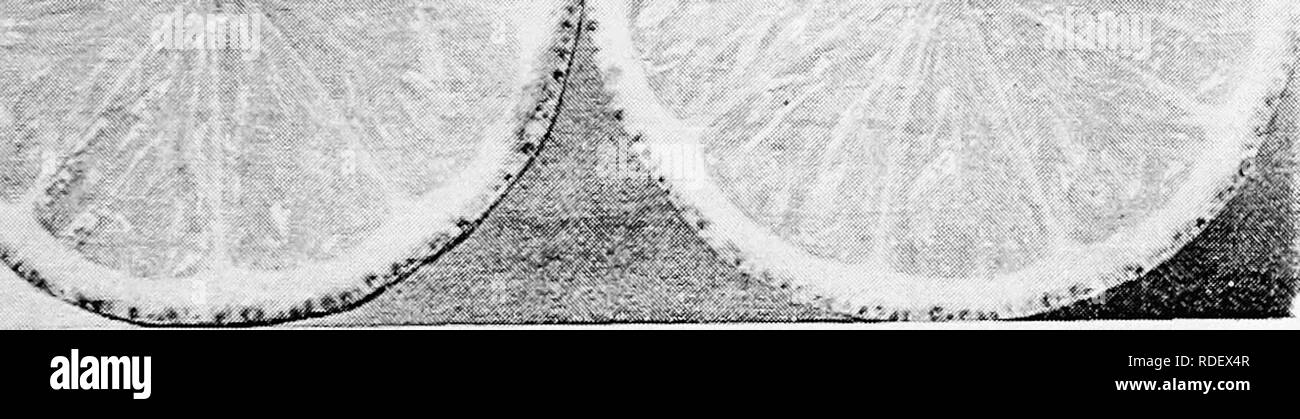 . La cultura degli agrumi in California . Agrumi; frutti-coltura. Milano-dimensione naturale. ^^'^^ns^^. Milano-sezioni trasversali di dimensioni naturali.. Si prega di notare che queste immagini vengono estratte dalla pagina sottoposta a scansione di immagini che possono essere state migliorate digitalmente per la leggibilità - Colorazione e aspetto di queste illustrazioni potrebbero non perfettamente assomigliano al lavoro originale. In California. La scheda Stato di orticoltura; Lelong, Byron Martin, 1856-1901. Sacramento : Stampa Stato Foto Stock