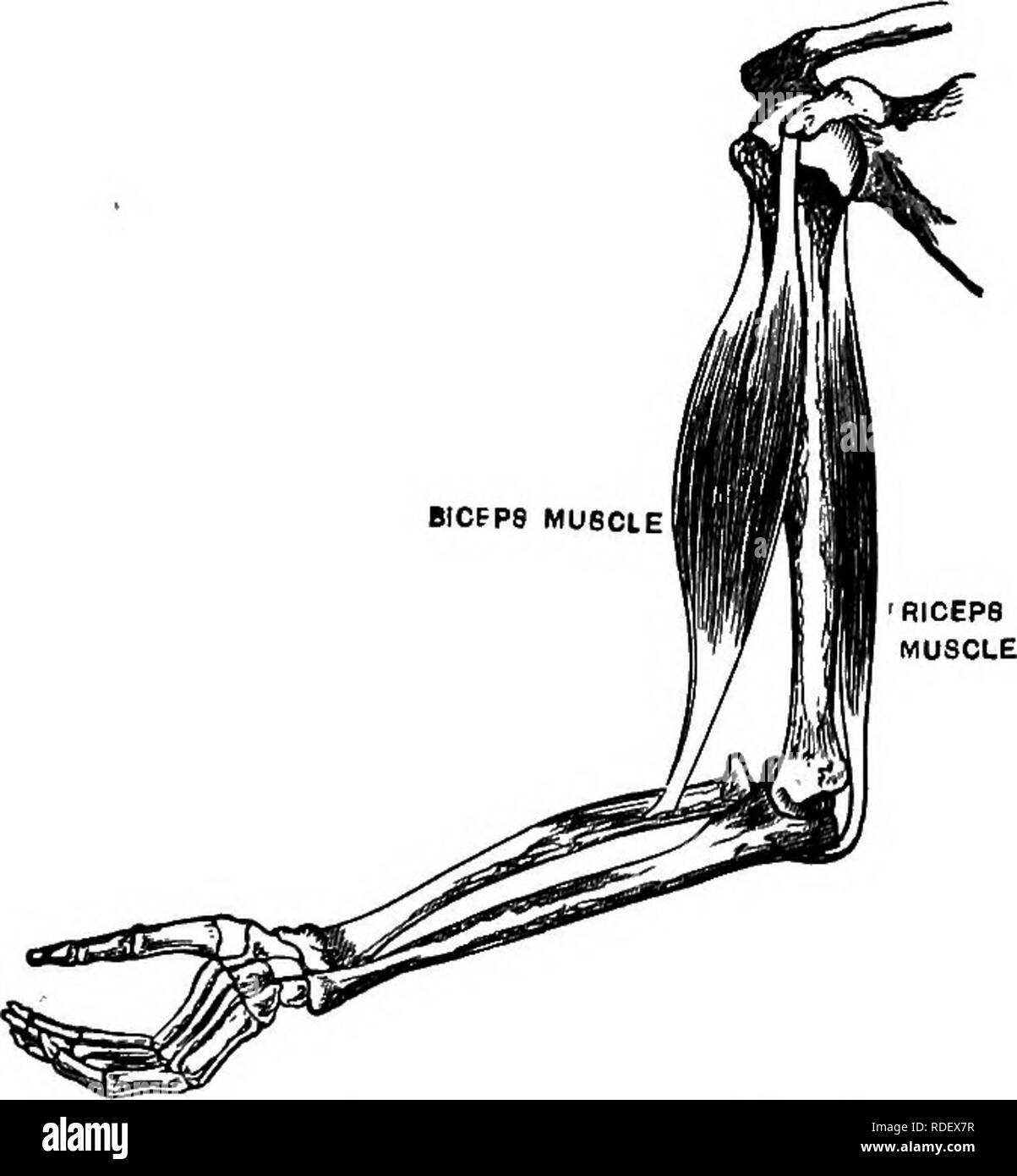 . Attività animale; un primo libro in zoo?logia. Zoologia; il comportamento di animali. 19° ACTiyiTIES animale. ogni muscolo per tale scopo è il sistema nervoso. Questa consiste di un cervello collegato con il midollo spinale e una serie di gangli con connessioni nervose nella cavità viscerale. Da questi centri i nervi esegui per tutte le parti del corpo. La divisione tra il cervello e il midollo spinale non è così forte come nell'uomo. Il cervello stesso ha le stesse parti del cervello di un uomo, ma queste parti non hanno la stessa forma o dimensione relativa (Figg. 15 3 e 154).. Fig. 148.-l'uso di un muscolo. Notare come la grande olfac Foto Stock