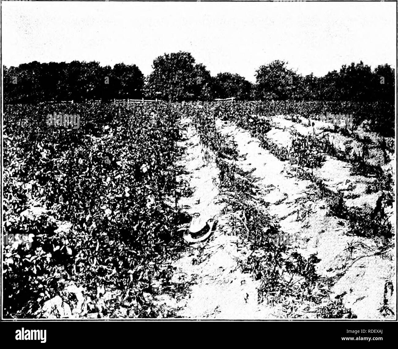 . Malattie delle piante economica . Le malattie delle piante. PROFTTS FliOM SPHAYING 51 ing qualità di molti tipi di produrre viene aumentata mediante spruzzatura. Protezione dell'impianto. - In molti casi i benefici sono evidenti il secondo e il successo piuttosto che la. Fig. 16. - Campo di patate che illustra i vantaggi di spruzzatura. La porzione a sinistra ricevuto miscela Bordeaux e Parigi verde; porzione alla destra di Parigi ha ricevuto solo verde. Originale. primo anno, poiché la spruzzatura protegge il fogliame, il delegato Func- zione del quale è di accumulare nutrimento per il raccolto dell'anno successivo. Spruzzando dovrebbe essere considerato come una forma di assicurazione. It pro Foto Stock