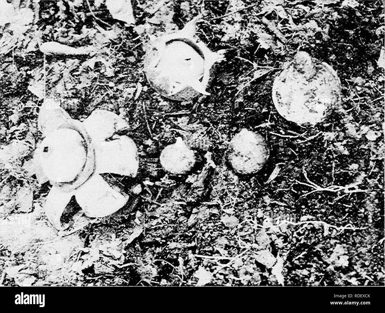 . Minnesota malattie delle piante. Le malattie delle piante. Minnesota malattie delle piante. 185 può essere il caso. La distribuzione delle spore può quindi costitui- tinue per un periodo unHmited. Naturalmente il vento è il principale agente della distribuzione. La terra-stelle sono pufif-sfere con usu- alleato tre strati nella parete dei loro corpi fruttiferi. La parte esterna cade aif e la mediana cappotto divide dalla punta quasi alla base in un numero di luoghi e ciascun lobo, così formata, si ripiega quando assorbe acqua, dando al corpo fruttifero la forma di una stella. Da questa piegatura all'indietro dei lobi della pasta-ball è allentato dalla sua myce Foto Stock