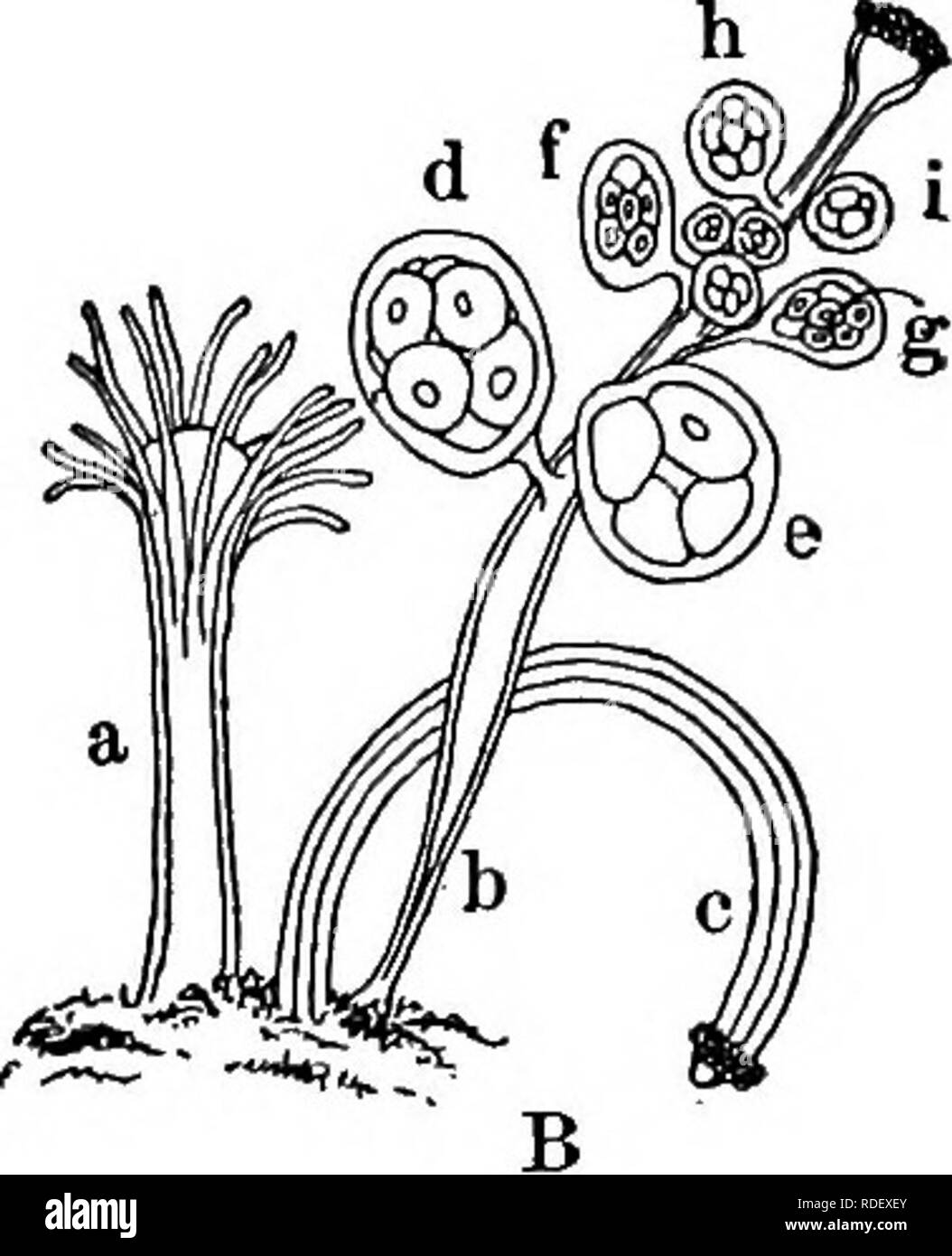 . Attività animale; un primo libro in zoo?logia. Zoologia; il comportamento di animali. 132 ANIM/iL /iCTIl/'ITIES. Si è spesso trovato attaccata alla lumaca-gusci abitata da- eremita-granchi. Le persone vivono in una colonia e variano secondo il lavoro che ciascuno ha a che fare. Essi crescono tutti insieme alla base e così sono collegati da- tessuto vivente attraverso il quale digerito il cibo può essere fatta passare da uno all'altro. Qui un individuo (a) fa il mangiare per la colonia con l aiuto di altri come se stesso; un altro {b) assiste interamente al lavoro di riproduzione; mentre ancora un altro (c) protegge la colonia dai nemici. Th Foto Stock