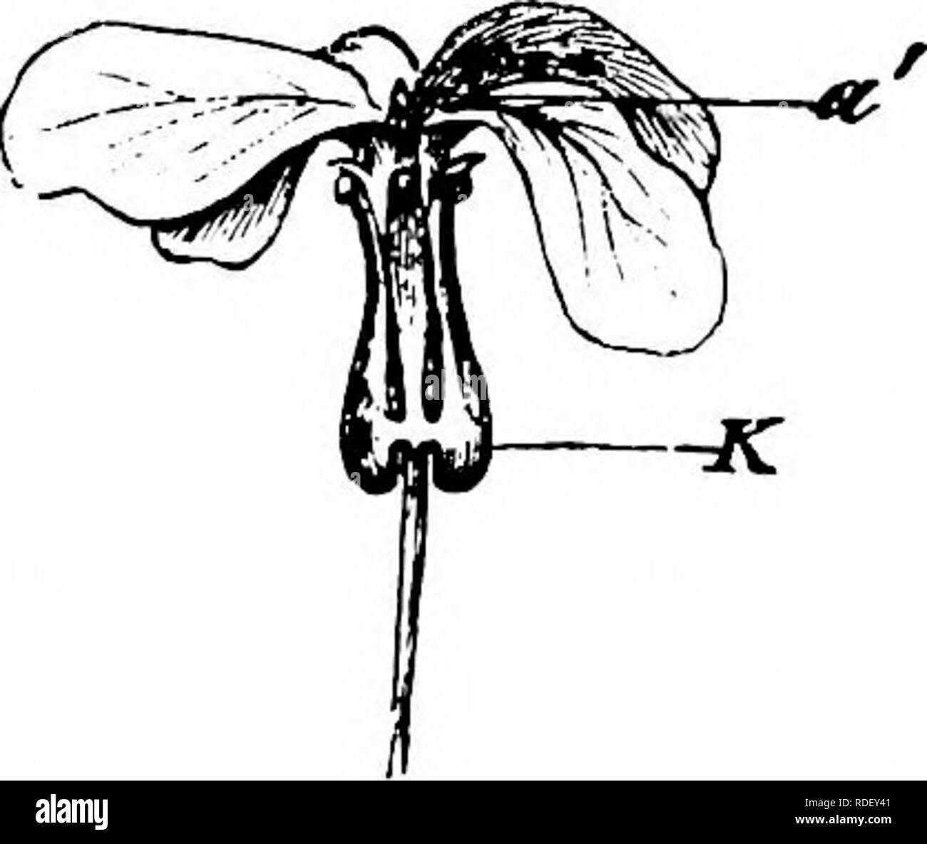 . Manuale di impollinazione dei fiori : basato su Hermann Mu?iler di lavoro "La fertilizzazione di fiori da insetti' . La fecondazione di piante. io6 Angiospermae Dicotyledones-74. Lunaria L. violetto grandi fiori homogamous, priva di odore e con il nettare di nascosto. 250. L. annua L. (=L. biennis Mnch.). (Knuth, ' Bloemenbiol. Bijdragen,' e Bot. Centralbl., Cassel, Ixx, 1897, pagg. 339-40.)-Il meccanismo di fiore assomiglia molto a quella di Matthiola incana, ma la corolla-tubo è solo 10 mm. lungo, in modo tale che il nettare è accessibile a comparativamente breve-tongued insetti. Il calice è profondamente cuoriformi a th Foto Stock
