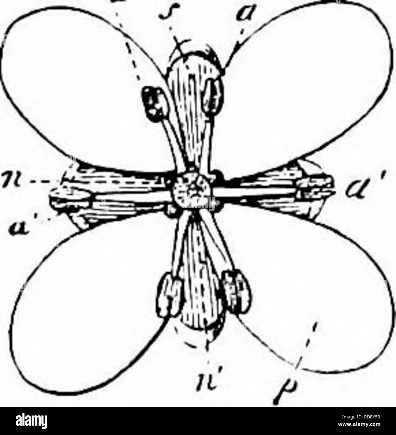 . Manuale di impollinazione dei fiori : basato su Hermann Mu?iler di lavoro "La fertilizzazione di fiori da insetti' . La fecondazione di piante. 8O UN NGIOSPERMA E-DICO T YLED quelli tra gli stami, e confluenti sono in modo da formare un anello. Le antere della quattro lunghi stami raggiungono il livello della stigmatizzazione, quelli delle due corti bemg alquanto inferiori. Nelle giornate di sole gli stamini sparsi un po' e le antere dehisce introrsely, in modo che gli insetti domande di indagine per nettare necessariamente toccare lo stigma e il polline con lati diversi del loro capo. Essi hanno quindi effetto cross- o self-poll Foto Stock