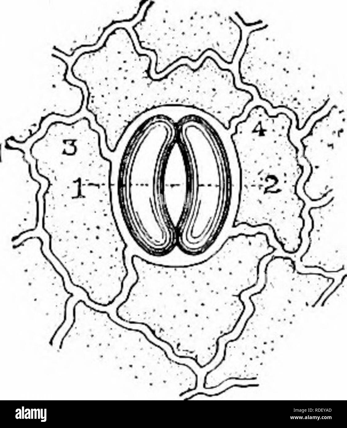 . Dry-agricoltura : un sistema di agricoltura per i paesi al di sotto di una piovosità bassa . L'aridocoltura. Ufficio di STOMATA 173 spesso trovato per pollice quadrato sul lato inferiore delle foglie di ordinaria delle piante coltivate. Il stomata. lOtffOO ^DO0c5. Si prega di notare che queste immagini vengono estratte dalla pagina sottoposta a scansione di immagini che possono essere state migliorate digitalmente per la leggibilità - Colorazione e aspetto di queste illustrazioni potrebbero non perfettamente assomigliano al lavoro originale. Widtsoe, John Andreas, 1872-1952. New York : La Macmillan Company Foto Stock
