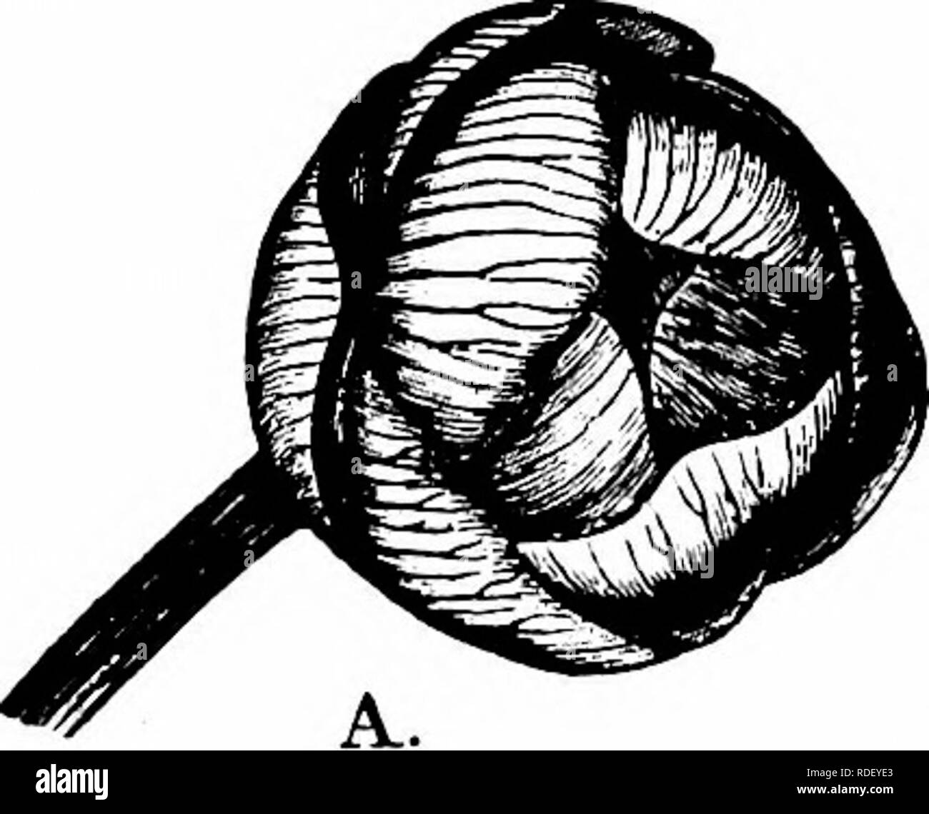 . Manuale di impollinazione dei fiori : basato su Hermann Mu?iler di lavoro "La fertilizzazione di fiori da insetti' . La fecondazione di piante. RANUNCULACEAE 35 nel Dumfriesshire (Scott-Elliot, " Flora di Dumfriesshire,' p. 6) sono state osservate-API, un umile-bee, passare il puntatore del mouse-vola, Muscidae, e uno dei micro- Lepidotteri. Burkill (' la fecondazione dei fiori di primavera") notato le seguenti sulla costa dello Yorkshire.- A. coleotteri. Nilidulidae : i. Meligethes picipes Sturm, una istanza, skg. B. Diptera. {A) Muscidae: 2. Scatophaga stercoraria Z., skg. con difficoltà. (V) Syrphidae: 3. Syrphus sp., Foto Stock
