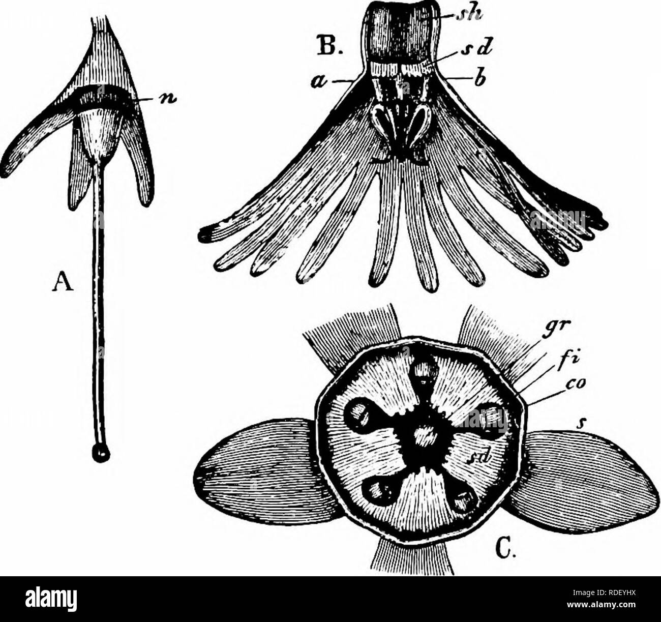 . Manuale di impollinazione dei fiori : basato su Hermann Mu?iler di lavoro "La fertilizzazione di fiori da insetti' . La fecondazione di piante. PRIMULACEAE 77 548. Dodecatheon L. senza ombra di dubbio il polline dei fiori con le guide di polline. Kerner afferma che lo stesso tipo di autogamy avviene come in Soldanella (' Nat. Hist. PI.", l'ing. Ed. I, II, p. 333. Vide infra). 1834. D. Meadia L. (=D. frigidum Cham, et Schkcht., e D. integrifolium Michx.). (Loew, ' Bliitenbiol. Beitrage,' I, pagg. 17-19.)-Il meccanismo di fiori di questo North American specie assomiglia a quello di ciclamino {cfr p. 79). Come i fiori appassire essi Foto Stock