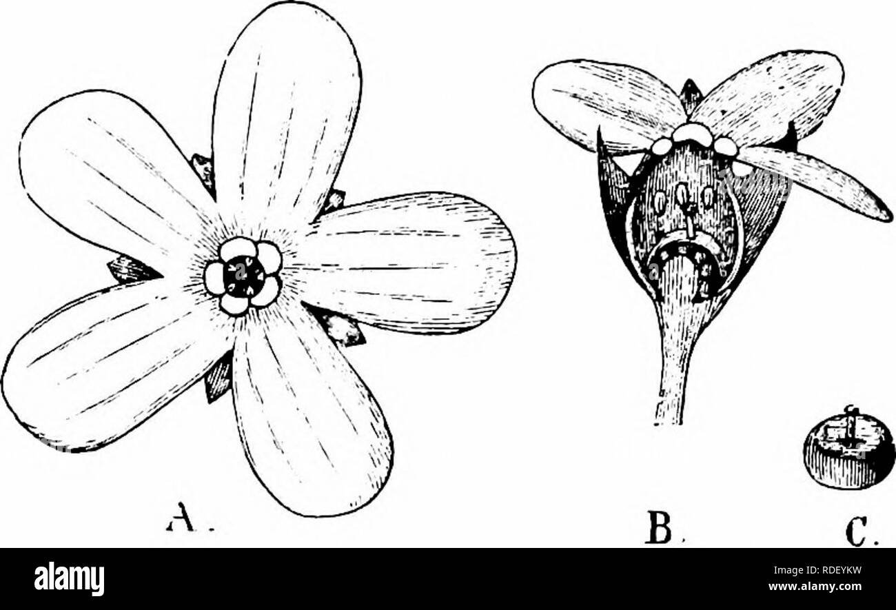 . Manuale di impollinazione dei fiori : basato su Hermann Mu?iler di lavoro "La fertilizzazione di fiori da insetti' . La fecondazione di piante. PRIMULACEAE 63 ristrettezza della corolla-tubo protegge il nettare da pioggia-gocce, che non sono in grado di spostare l'aria. Kerner afferma che molte specie sono heterostylous. 1803. A. septentrionalis L. (Herm. jNIuller,'Alpenblumen,'p. 35S ; Kerner, "Nat. Hist. PI.", l'ing. Ed. I, II, p. 341.)-Il bianco dei fiori di questa specie sono solo 6 mm di diametro. {C/. Fig. 237.) Kerner dice che automatic self- impollinazione è in ultima analisi ef- fettuate dal contatto di un Foto Stock