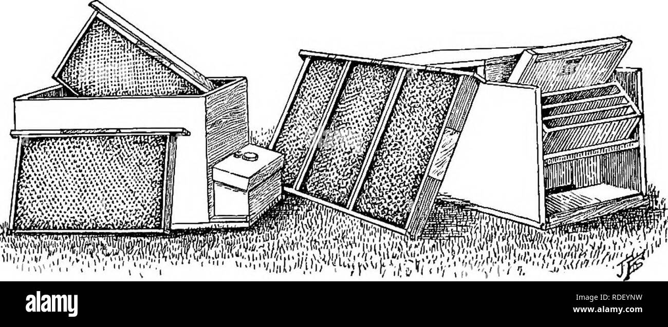 . L'apicoltura; una discussione della vita dell'Honeybee e della produzione di miele. Api; miele. Fig. 187. - Pratt vivaio. Due le cellule vengono asportate per mostrare la costruzione. Sei di tali gabbie di vivaio montare in un telaio Langstroth. Avente celle costruite. Dopo che le cellule sono state avviate mediante uno qualsiasi dei metodi indicati, essi possono essere messi nella storia superiore di un normale colonia, protetto da zinco forata per mantenere la regina da distruggere- ing le cellule. Durante il tempo che la regina le larve vengono. Fig. 188. - Regina alveari di accoppiamento. Questo tipo viene utilizzato nell'apiario dell'Ufficio di presidenza di Entomologia. I telai sono supportati da t Foto Stock