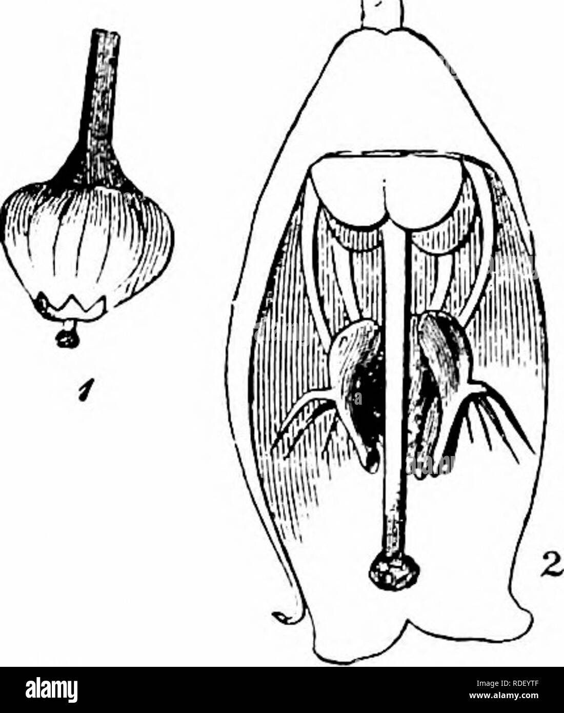 . Manuale di impollinazione dei fiori : basato su Hermann Mu?iler di lavoro "La fertilizzazione di fiori da insetti' . La fecondazione di piante. CAMPANULACEAE 27 si allunga per circa 12 mm., e quando tutti i pollini aderente ad esso è stata rimossa la stigmatizzazione biancastro si espande. Automatic self-impollinazione è quindi escluso. Visitatori.-Kirchner osservato farfalle (Vanessa urticae Z. e Epinephele janira L.). MacLeod (Pirenei Orientali) notato un'ape, uno Lepidopterid, 2 mosche e un coleottero. LIX. Ordine VACCINIACEAE LINDL. 518. Vaccinium L. debolmente protandrous bee fiori o fiori con neclar nascosti che SPR Foto Stock