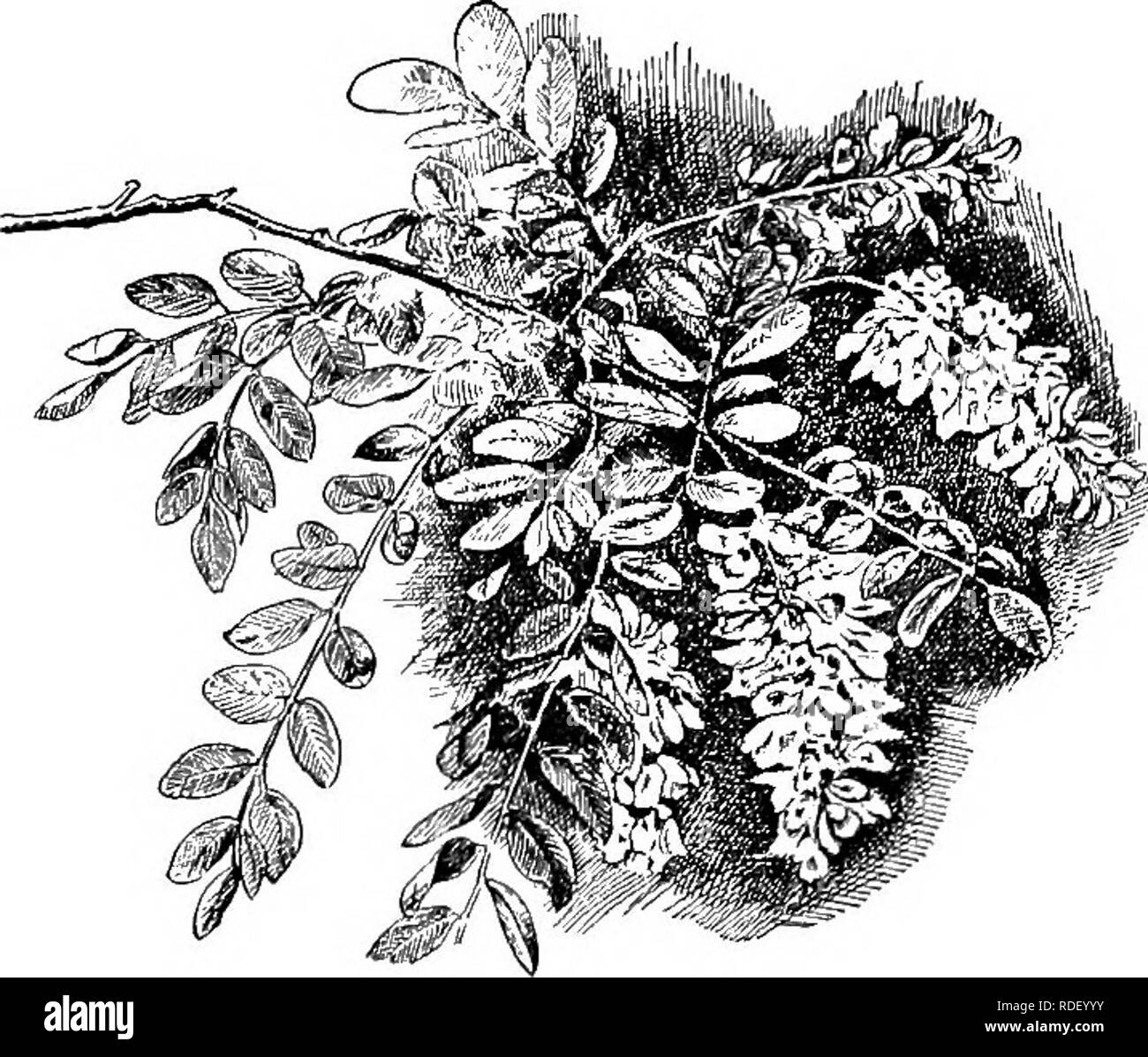 . L'apicoltura; una discussione della vita dell'Honeybee e della produzione di miele. Api; miele. 384 Apicoltura ribes indiano, coral-berry, Symphoricarpos racemosus. Nettare, Luglio. Inkberry; vedere Gallberry. Ferro-erbaccia, Vernonia spp. Nettare, tarda estate. Ferro-legno; vedere ti-ti. Jackass trifoglio, Wislizenia refracta. Aug^ust-ottobre. Il miele bianco. San Joaquin vaUey, California, aumentando. Carciofo di Gerusalemme ; vedere il girasole. Jobo ; vedere il porco prugna. Albero di Giuda, rosso bud, Cercis canadensis. Nettare, polline. Juglandacese; vedere la famiglia di noce. Juneberry, servizio berry, Amelanchier canadensis. Marzo-giugno, struttura ad albero Foto Stock