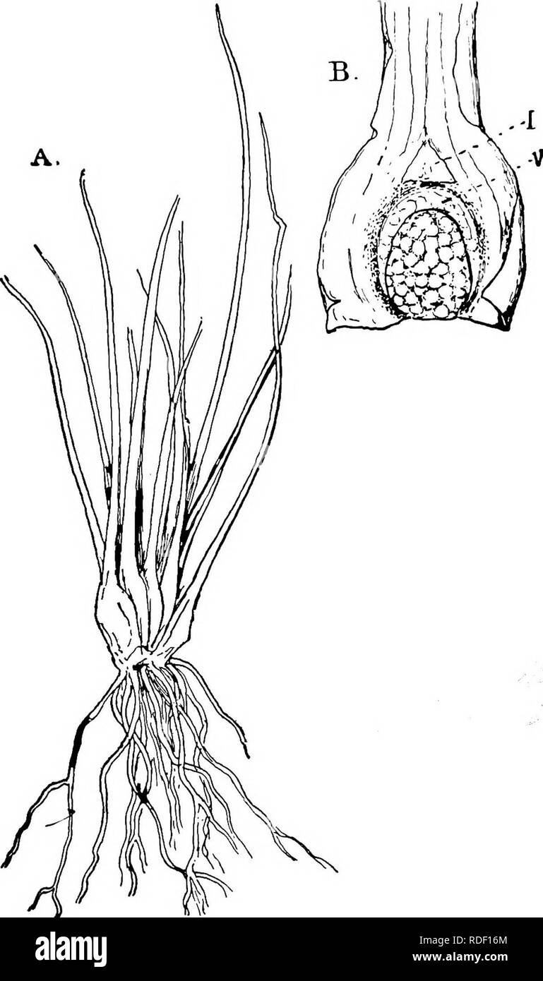. La struttura e lo sviluppo di muschi e felci (Archegoniatae). Morfologia vegetale; muschi e felci. ISOETACEM 537 con bordi membranaceous. Appena al di sopra della base di ciascuna per- fectly-sviluppato foglia è un unico grande sporangium, affondato più o meno completamente in una cavità (fovea), che nella maggior parte. Fig. 309.-A, Impianto di Isoetes Bolanderi, X i; B, la base di una foglia con macrosporan- Belgio, X4; 'j ligula; u, velum. specie è coperto interamente o in parte da un membranaceous indusi- um (velum), e al di sopra della fovea è una scala-come evoluzione del. Si prega di notare che queste immagini vengono estratte dalla pagina sottoposta a scansione im Foto Stock