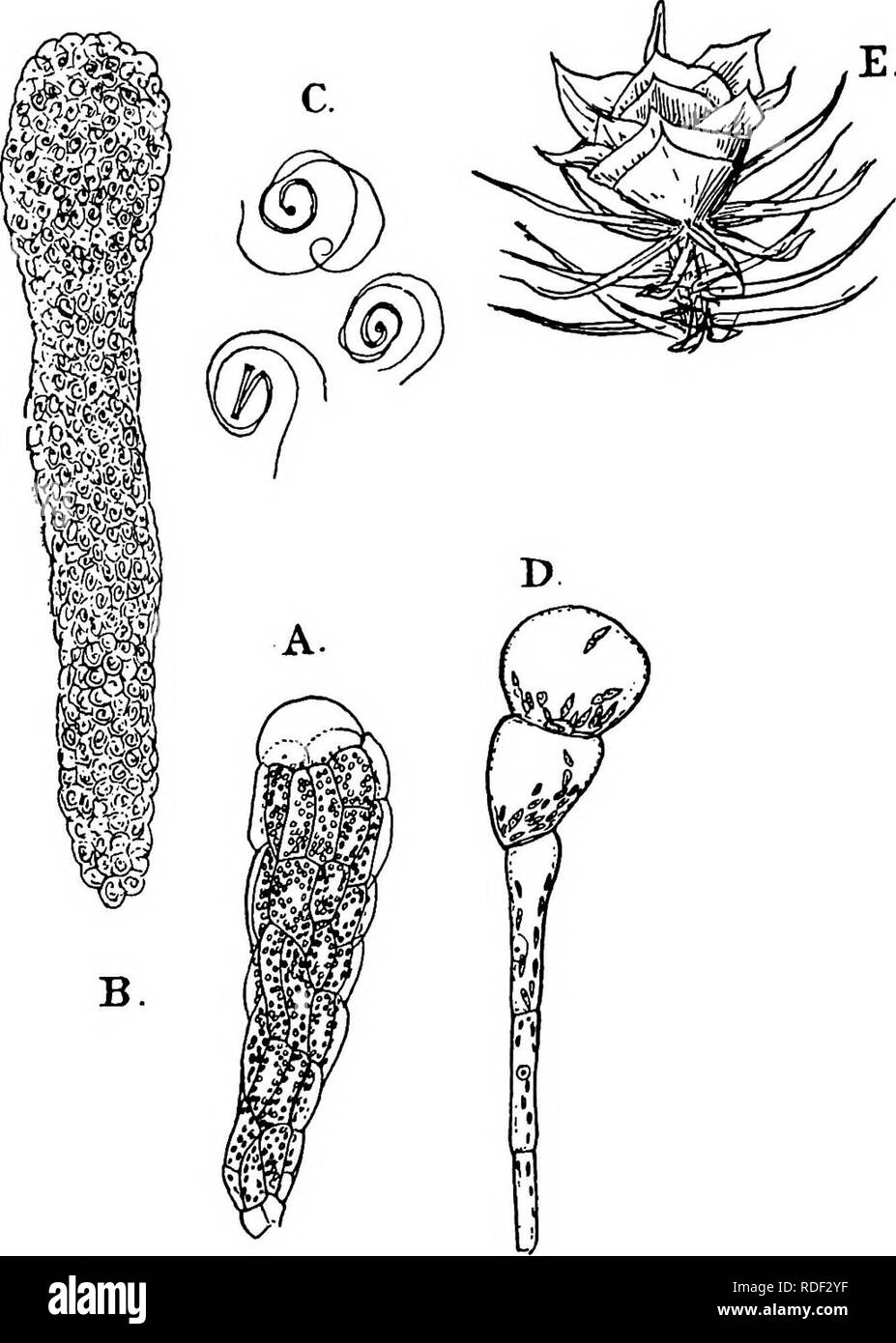 . La struttura e lo sviluppo di muschi e felci (Archegoniatae). Morfologia vegetale; muschi e felci. 198 muschi e felci il antheridium stagiona, questi assumono gradualmente un arancio brillante- colore rosso. Lo sviluppo della levetta varia nei diversi casi. A volte esso è costituito da una fila di varie cellule, alcuni- volte il antheridium è quasi sessili. Il più basso seg-. FlG, 103.-Funaria hygrometrica. Un, Antheridium che ha appena scaricato la massa di cellule spermatiche (B), X300; C, spermatozoids, X1300; D, paraphysis, X300; e, maschio "fiore" di Atrichum iindulatum, X6. zioni del apicale in c Foto Stock