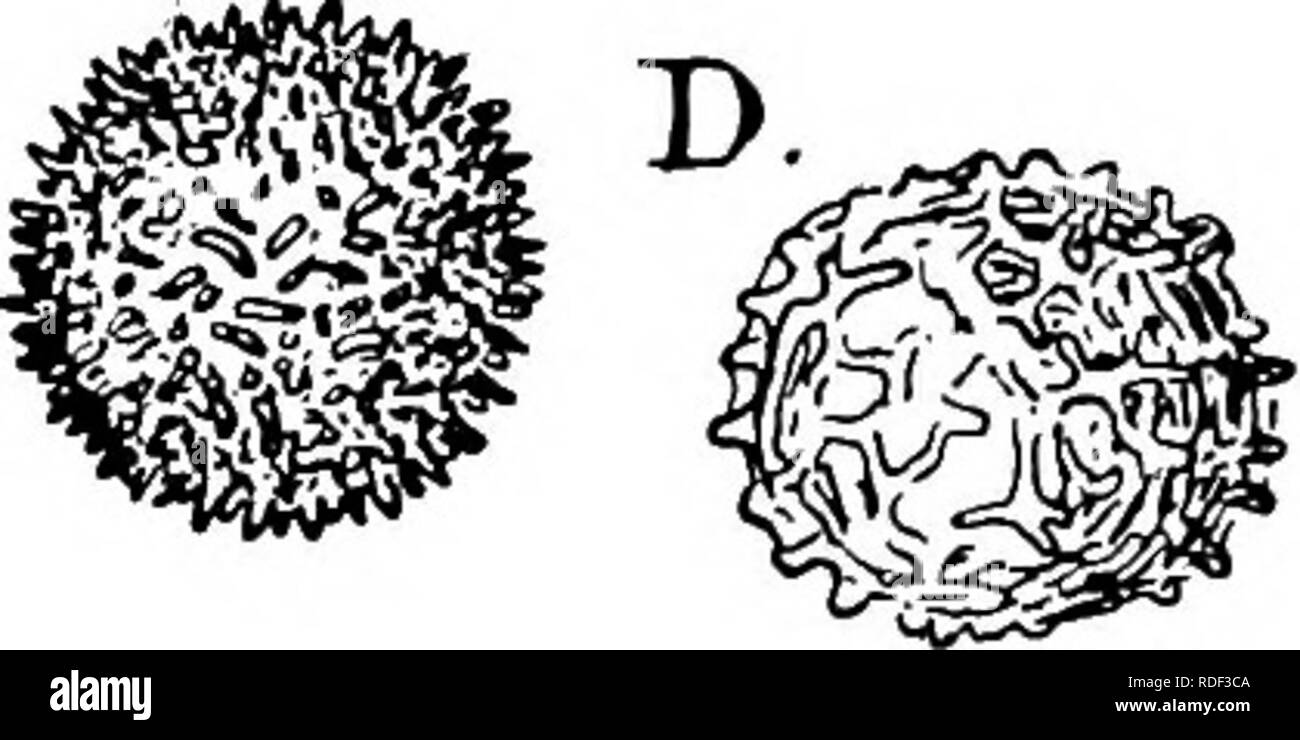 . La struttura e lo sviluppo di muschi e felci (Archegoniatae). Morfologia vegetale; muschi e felci. la crescita della capsula diventano di forma allungata con estremità appuntite che montare insieme senza spazi tra. Alcune di queste cellule, tuttavia, dividere rapidamente da pareti trasversali e danno luogo a righe di celle isodiametric (Fig. 45, sp), incuneato tra gli altri che hanno rimase indivisa (el). I primi sono i giovani cellule sporigeno, quest'ultimo la elaters. Una massa di cellule che si trova proprio al di sotto del vertice e appartenenti al archesporium, ri- presa ma ben poco è cambiato e costituisce il punto di attachme Foto Stock