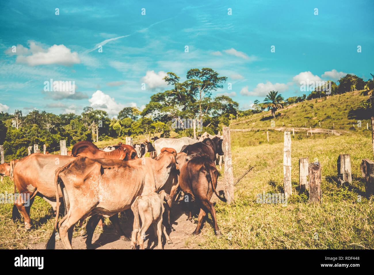 La raccolta del bestiame su piccola fattoria Foto Stock