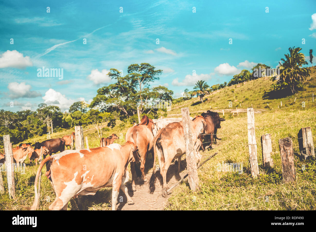 La raccolta del bestiame su piccola fattoria Foto Stock