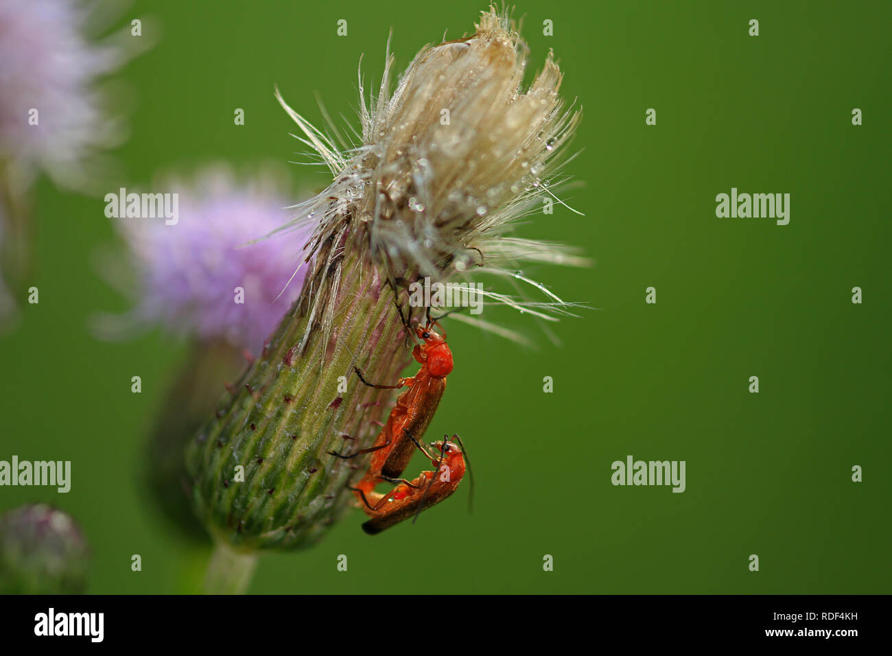 2 soldato coleotteri in accoppiamento a thistle Foto Stock