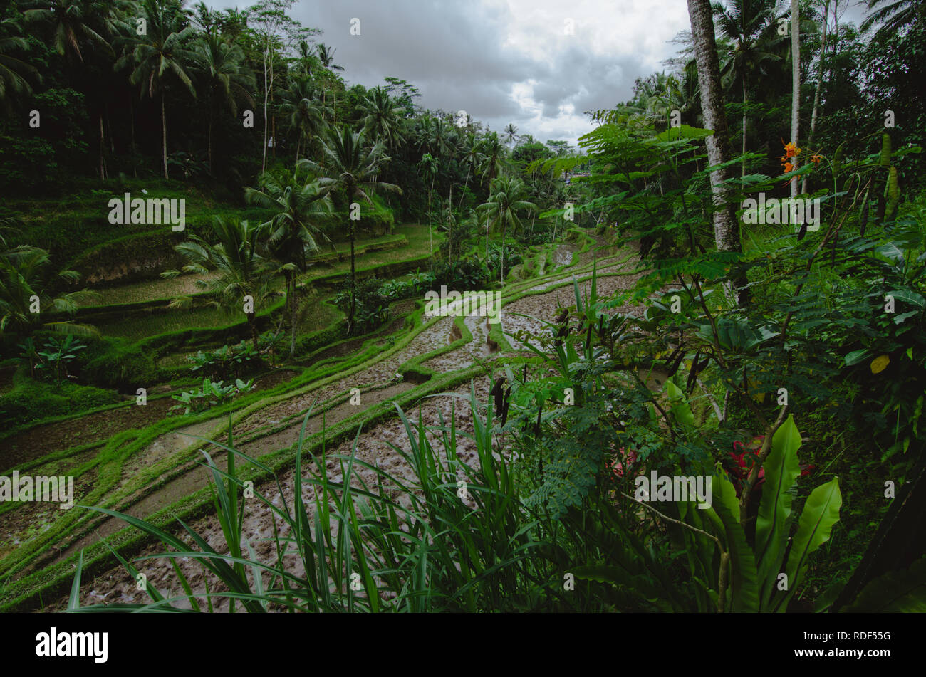 Terrazza di riso in Ubud/Bali su un giorno Coudy Foto Stock