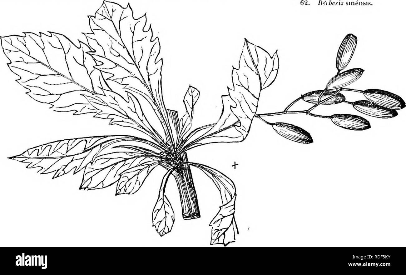 . Alberi e arbusti : un abridgment dell'Arboretum et fruticetum britannicum : contenente la hardy alberi e schrubs della Gran Bretagna, native e straniere, scientificamente e popolarmente descritto : con la loro propagazione, della cultura e degli usi e delle incisioni di quasi tutte le specie. Alberi e arbusti; le foreste e la silvicoltura. 63. Birberit dln&amp;nRis, non. llze.. Si prega di notare che queste immagini vengono estratte dalla pagina sottoposta a scansione di immagini che possono essere state migliorate digitalmente per la leggibilità - Colorazione e aspetto di queste illustrazioni potrebbero non perfettamente assomigliano al lavoro originale. Loudon, J. C. (Giovanni Claudio Foto Stock