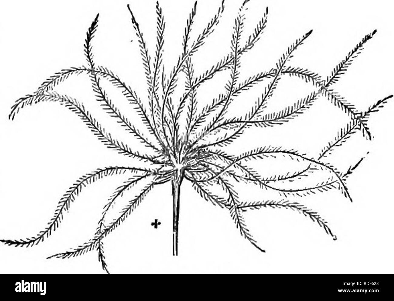 . Alberi e arbusti : un abridgment dell'Arboretum et fruticetum britannicum : contenente la hardy alberi e schrubs della Gran Bretagna, native e straniere, scientificamente e popolarmente descritto : con la loro propagazione, della cultura e degli usi e delle incisioni di quasi tutte le specie. Alberi e arbusti; le foreste e la silvicoltura. ARBORETUM ET FRUTICETUM BRITANNICUM. Alla base, parzialmente tagliata. Peduncoli a forcella, più corta di foglie. {Dony Mill.) un alpinista di latifoglie di crescita vigorosa. Europa e Gran Bretagna, in siepi e boschi cedui, indica sempre un terreno calcareo. Altezza 15 m. a 30 ft.; nel ricco suolo, e in essa Foto Stock