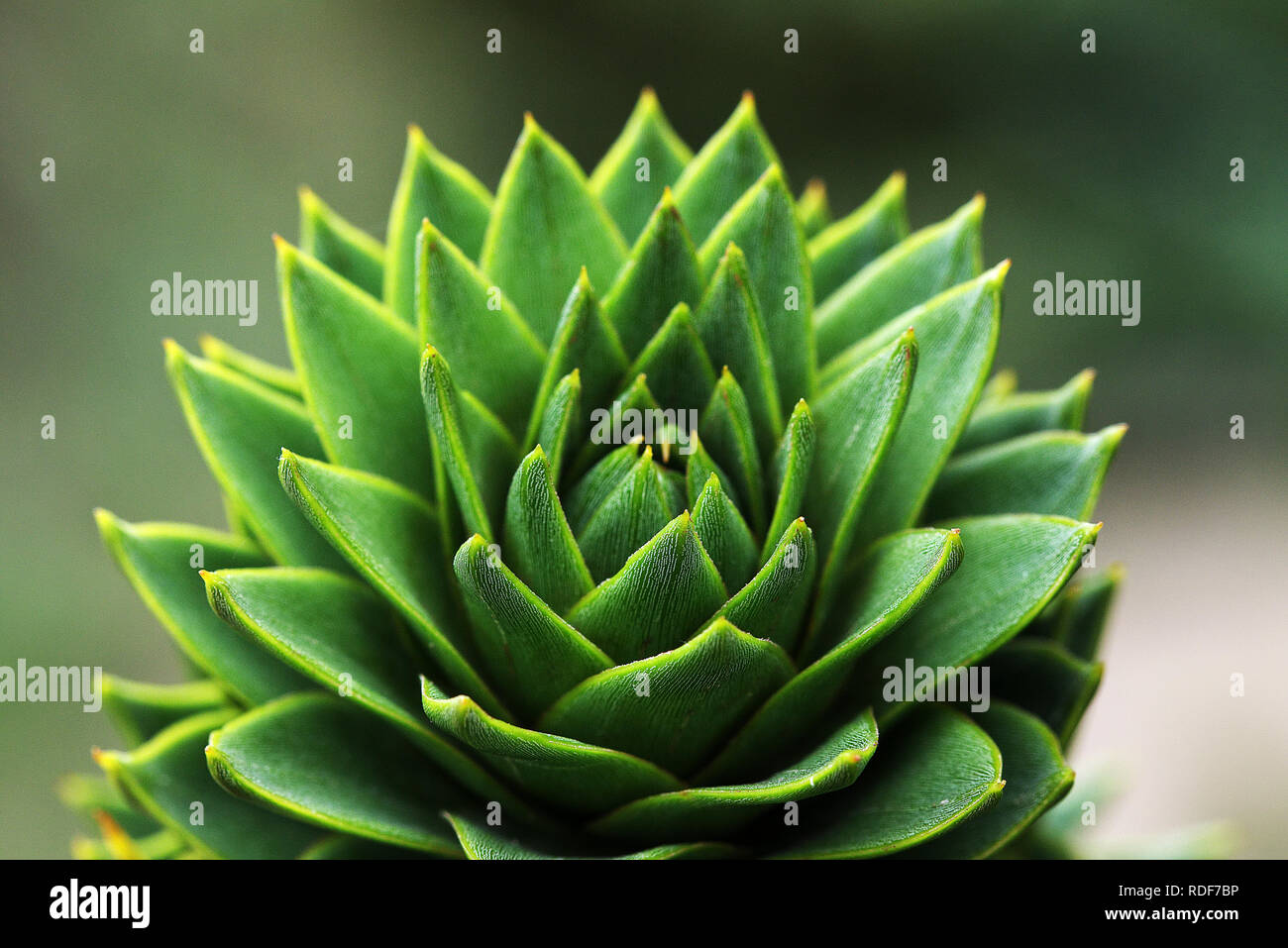 Monkey puzzle tree Foto Stock