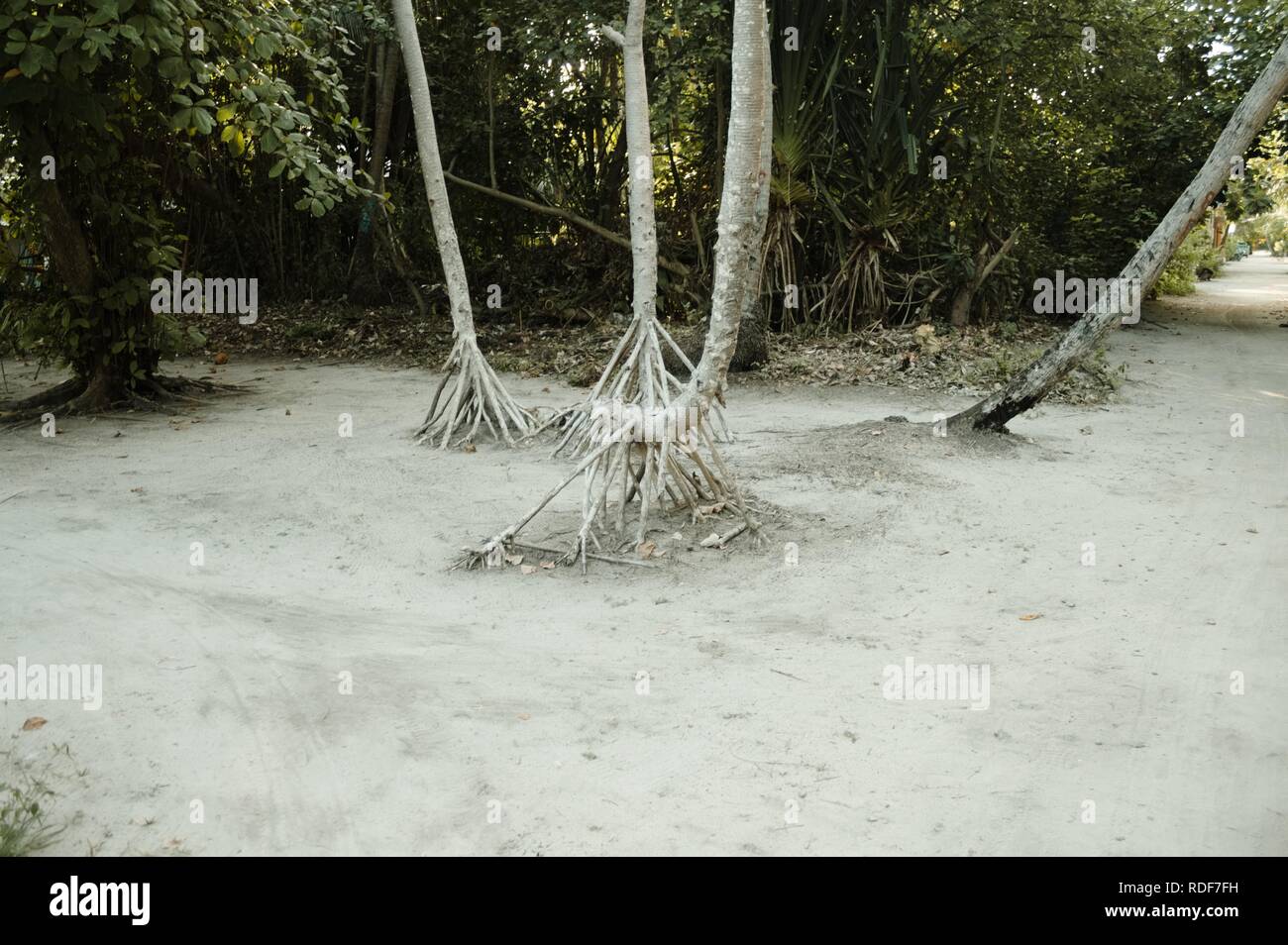 Radici di Palm sulla sabbia (Ari Atoll, Maldive) Foto Stock