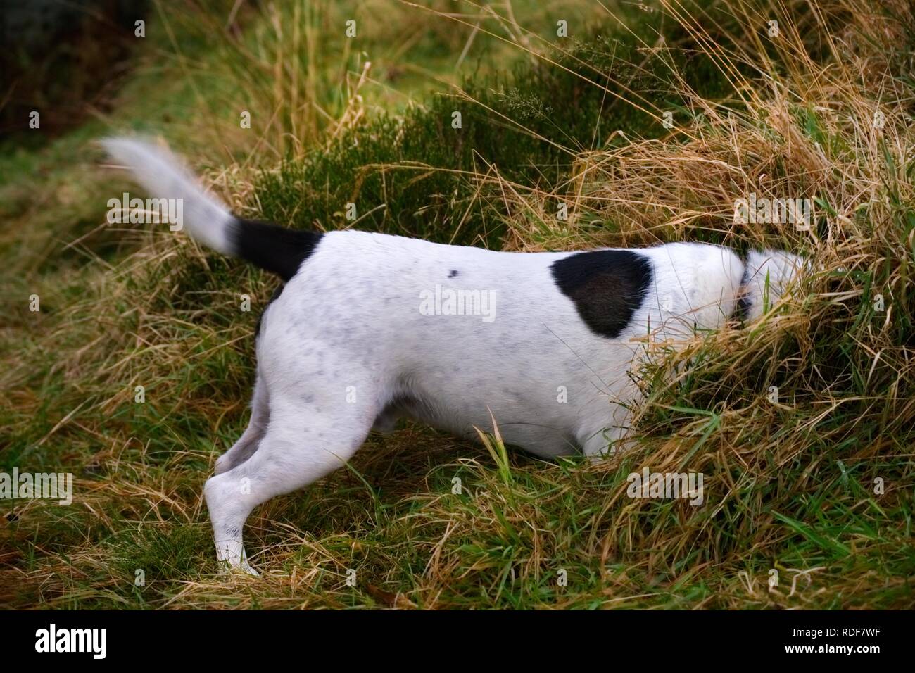 Il bianco e il nero cross terrier tipo cane di coda scodinzolante mentre con entusiasmo lo sniffing, testa dentro un intrico di erba in un campo in esterno Foto Stock