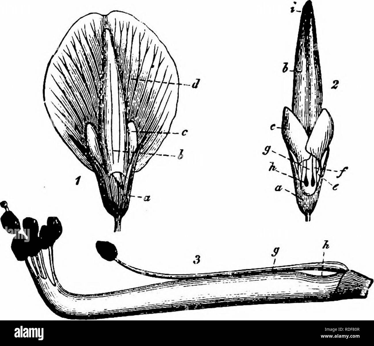 . Manuale di impollinazione dei fiori : basato su Hermann Mu?iler di lavoro "La fertilizzazione di fiori da insetti' . La fecondazione di piante. LEGUMINOSAE 319 copre solo le griffe dell'carina e che serve come Nectar-copre, mediante il quale un accesso laterale è impedita o almeno reso difficile la piattaforma per i visitatori di insetto è quindi costituito dalla carina da soli. Come risultato della sua propria elasticità, questa ritorna alla sua posizione originale sulla conclusione di una visita. Lo stigma progetti al di là delle antere, in modo che l'impollinazione incrociata è garantita qualora tali visite avvengono. Automatic self-po Foto Stock