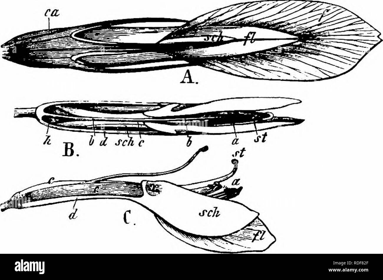 . Manuale di impollinazione dei fiori : basato su Hermann Mu?iler di lavoro "La fertilizzazione di fiori da insetti' . La fecondazione di piante. LEGUMINOSAE 295 MacLeod ha visto la bee Halictus flavipes F. 5, nelle Fiandre (Bot. Jaarb. Dodonaea, Gand, vi, 1894, p. 350). Nel Dumfriesshire un umile-Bee e 2 hover-mosche sono state registrate (Scott- Elliot, " Flora di Dumfriesshire,' p. 45). 695. T. nigrescens Viv.- visitatori.-Schletterer notato le seguenti API a Pola.- I. Andrena flavipes Pz.; 2. A. lucens Imh.; 3. A. parvula K.; 4. Parvula Eucera Friese, molto frequenti; 5. Halictus interruptus Pz.; 6. H. le Foto Stock