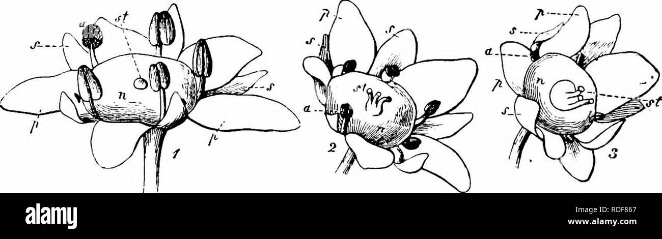 . Manuale di impollinazione dei fiori : basato su Hermann Mu?iler di lavoro "La fertilizzazione di fiori da insetti' . La fecondazione di piante. 258 Angiospermae Dicotyledones-5 mm. da 2 mm. Ampia e 3-4 mm. a lungo. Ornamentali stami circondano i capelli- coperto ovaia, ma la loro antere non dehisce. Visitatori.-Kirchner osservato il miele-Bee. 635. A. rubntm L.-Il meccanismo dei fiori di questa specie, che è anche originario del Nord America, sostanzialmente assimilabile a quella di A. dasycarpum (Kirchner, op. cit.). 636. A. tataricum L.-Francke afferma che questa specie indigene Carniola e Russia, porta maschio Foto Stock