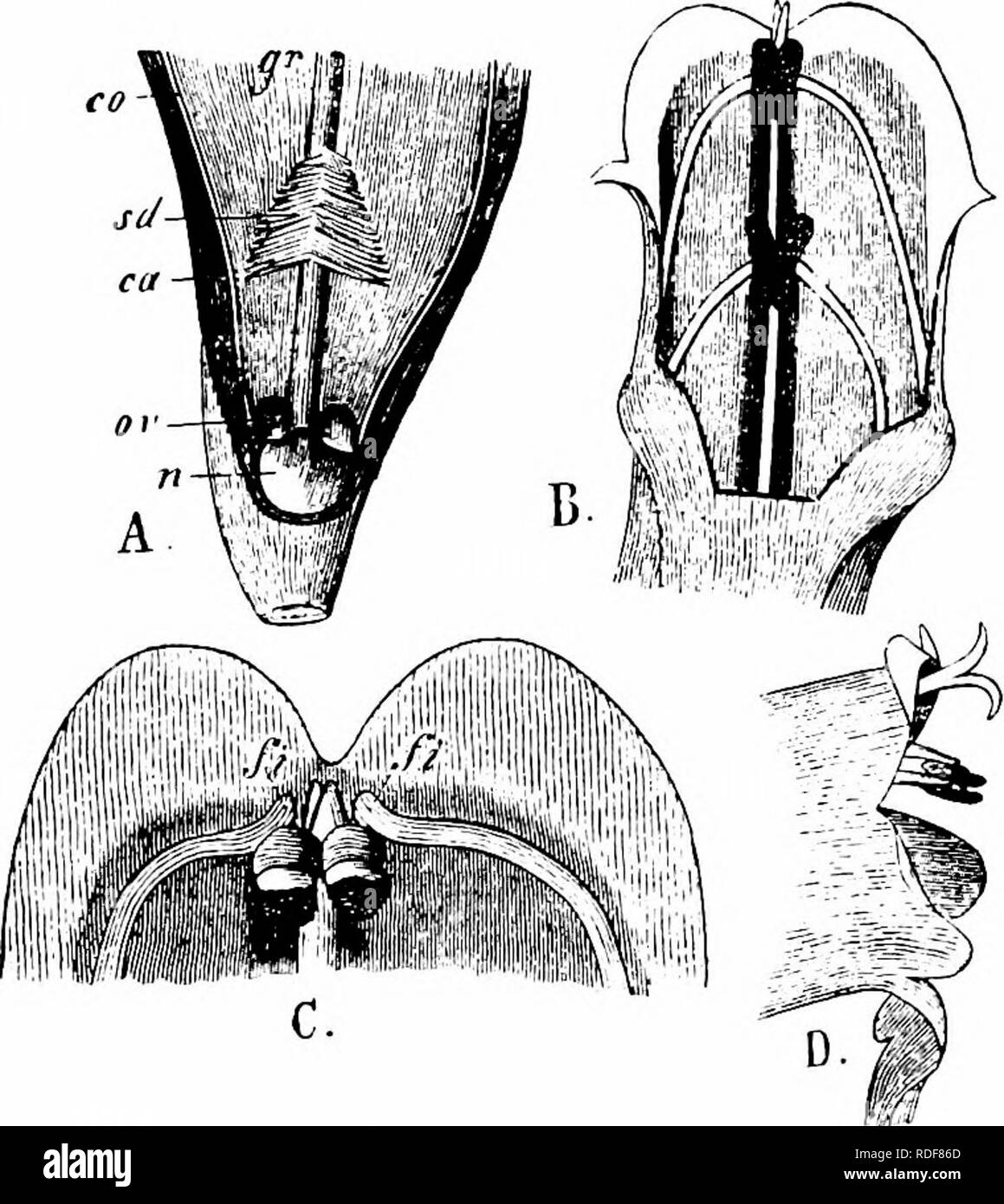 . Manuale di impollinazione dei fiori : basato su Hermann Mu?iler di lavoro "La fertilizzazione di fiori da insetti' . La fecondazione di piante. 276 Angiospermae Dicotyledones-Knuth (Kiel Ober-Realschule giardino, 26. 8.'97)-i. La bee Apis mellifica L. 5, occasionale, skg. energicamente e effettuare la traversata; è evidente che esso potrebbe non raggiungere la base del fiore con la sua breve (6 mm.) proboscide, non essendo in grado di forzare la sua testa nella parte allargata della corolla-tubo; 2. l'umile-bee Bombus terrester L. t&GT;, freq., skg., e di effettuare la traversata; la sua proboscide (7-8 mm.) potrebbe raggiungere il nettare-memorizzare b Foto Stock