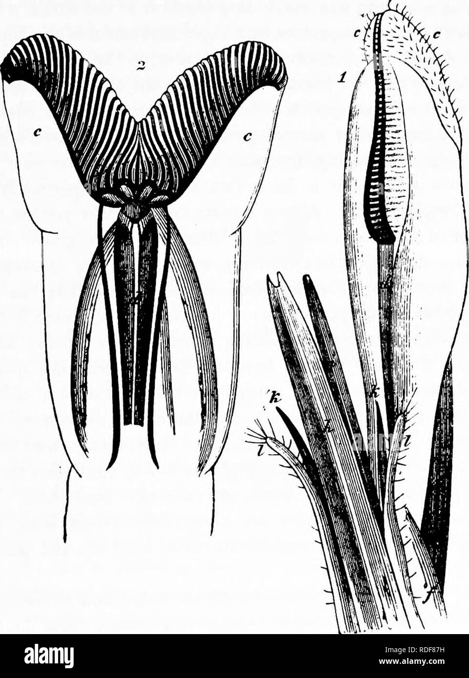 . Manuale di impollinazione dei fiori : basato su Hermann Mu?iler di lavoro "La fertilizzazione di fiori da insetti' . La fecondazione di piante. Ditteri-HOVER-MOSCHE 175 chitinous allungato a pezzi, con due palpi (/, I) esterna a quest'ultimo. (2) l'altrettanto membranosa e molto contrattili della metà del segmento {/), che tuttavia è chiaramente delimitata sul lato inferiore soltanto. (3) la punta della proboscide, il quale è supportato inferiormente da un stiflf piastra chitinous {c), e porta al suo apice due con- tiguous bifido lembi o delle labbra {c c e c'(/), mentre la sua superficie superiore è attraversata da una scanalatura longitudinale {d). Di Foto Stock