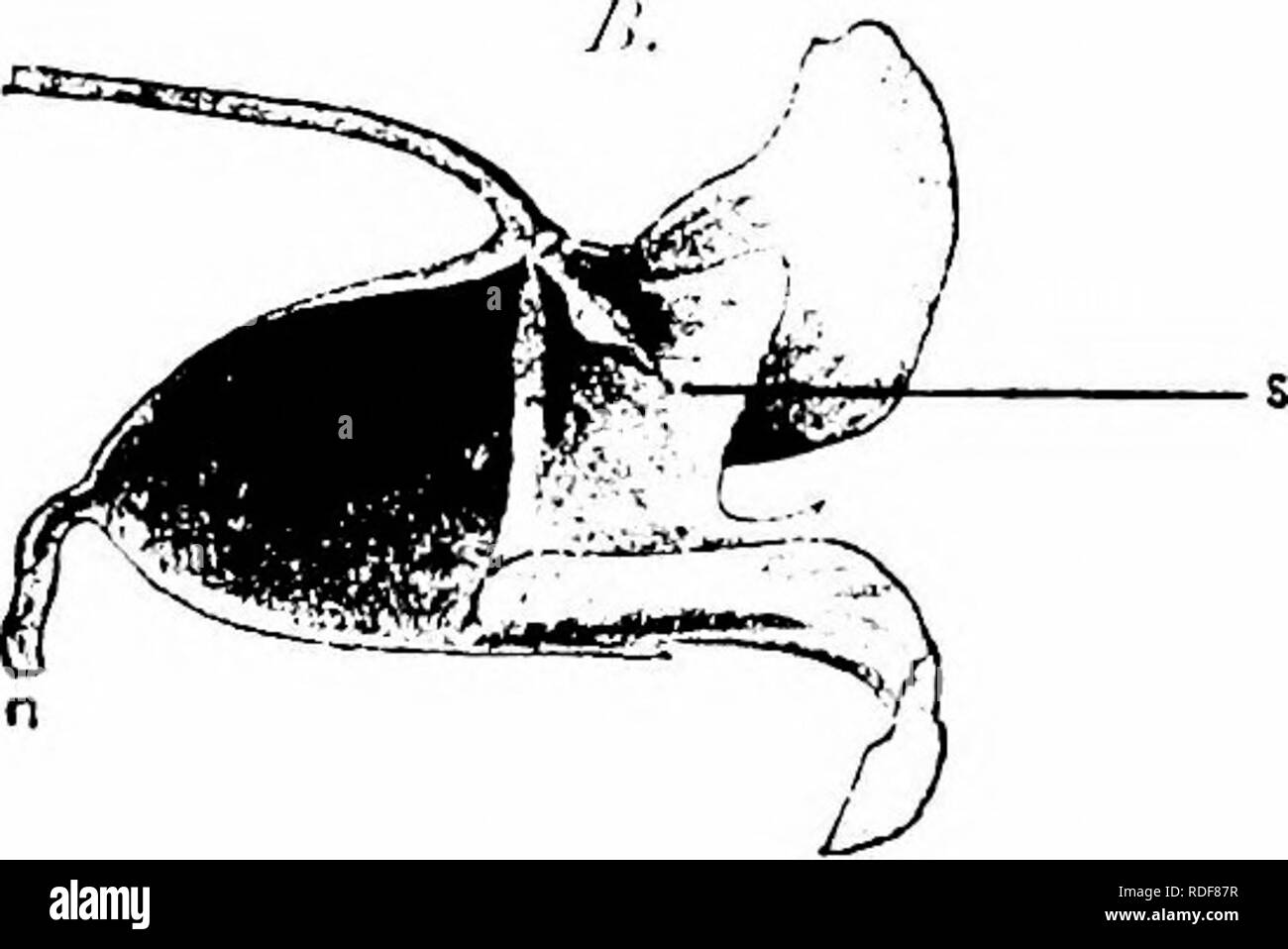 . Manuale di impollinazione dei fiori : basato su Hermann Mu?iler di lavoro "La fertilizzazione di fiori da insetti' . La fecondazione di piante. Fig. 73. Im^atieiisglanduligera, Lindl. (Sezione longitudinale- dalla natura ) A. fiore nel primo (maschio) condizione: il polline-contemplati nelle antere (a) sono sopra la porta di ingresso per tlie tlouer. li. Fiore in seconda (femmina) condizione: la stigmatizzazione è) è sopra la porta di ingresso per la llower. 7z, nectary. (Dimensione naturale.) stato descritto per numerose specie di questo genere, non sono stati finora notato in I. Roylei. Visi'iORS.-In Kiel Botanic Garden ho osservato i Foto Stock