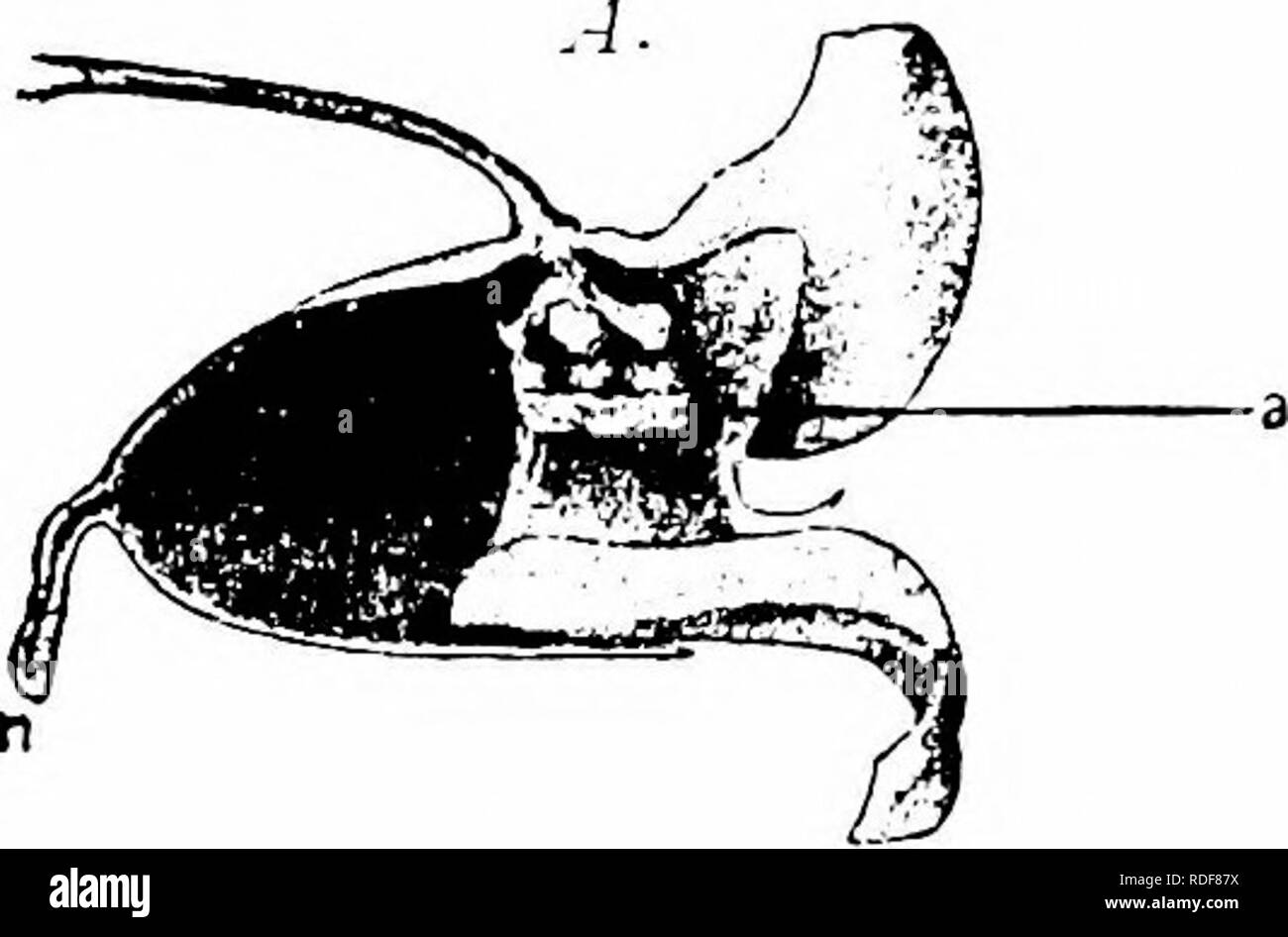 . Manuale di impollinazione dei fiori : basato su Hermann Mu?iler di lavoro "La fertilizzazione di fiori da insetti' . La fecondazione di piante. 238 Angiospermae Dicotyledones-il polline è versato, e infine la presenza di una massa di germinazione del polline grani sulla superficie superiore della chiusa lo stigma. Tutti questi fatti, in Loew è del parere che portano alla conclusione che la fessura tra la sezione anteriore stami è una ' camera impollinatori,' mentre il ligular suggerimenti sono ' pseudo-gli stimmi, o il polline-catturatori.', quando ad esempio un umile-bee di adatte dimensioni-Bombus agrorum F. E B. terrester Z., su il pavone ho Foto Stock