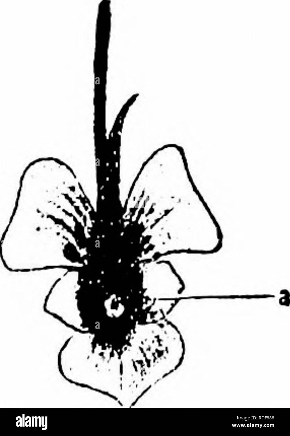 . Manuale di impollinazione dei fiori : basato su Hermann Mu?iler di lavoro "La fertilizzazione di fiori da insetti' . La fecondazione di piante. GERANIACEAE 237 visitatori.-In Kiel Botanic Garden ho osservato nessun api, ma ripetutamente vide un piccolo hover-fly, Syrphus balteatus Beg., che aspirato in modo persistente e costantemente visitato diversi fiori in successione. Il 10 settembre 1897, ho notato ("Blutenbiol. Notizen') hover-vola, quasi esclusivamente Syrphus corollae F., in Kiel Ober-Realschule giardino. Questo insetto prima vola al sole di fronte al fiore, si avvicina a pochi millimet Foto Stock