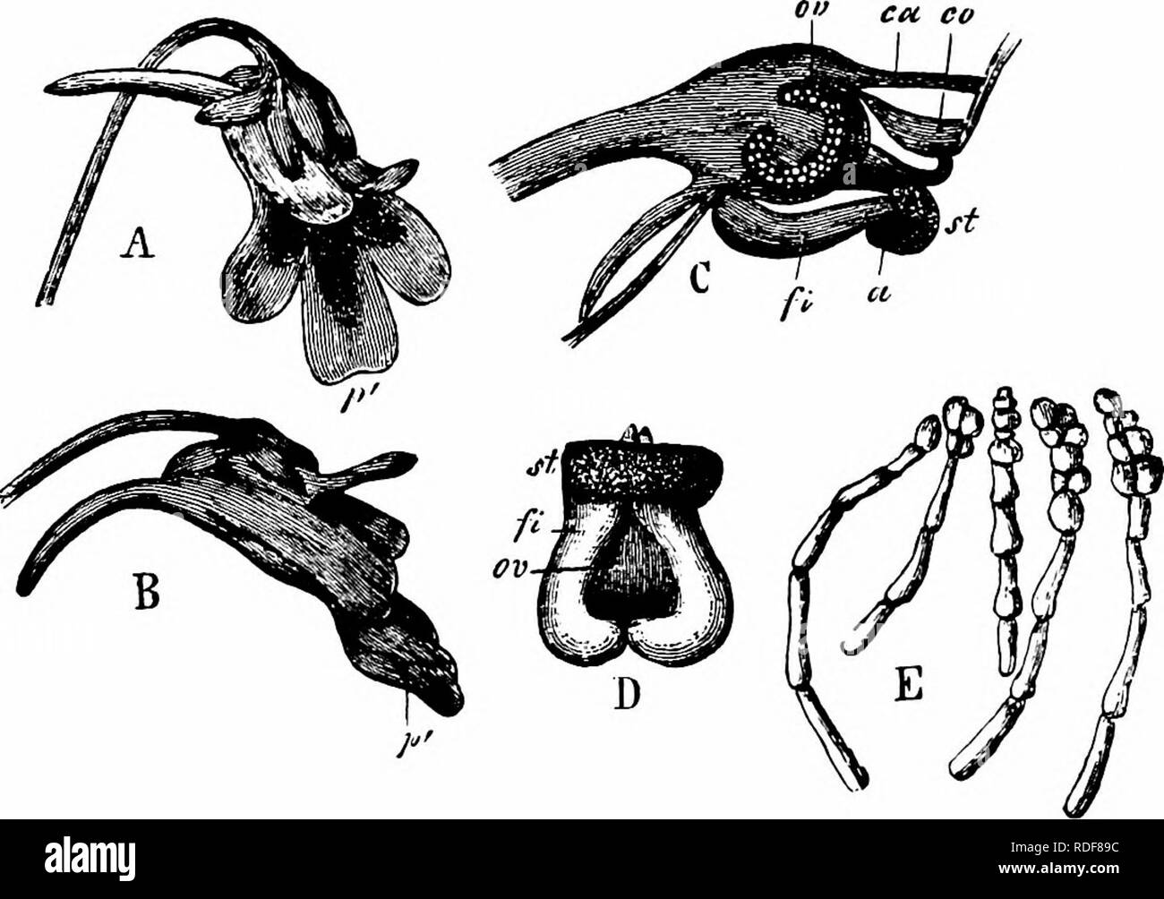 . Manuale di impollinazione dei fiori : basato su Hermann Mu?iler di lavoro "La fertilizzazione di fiori da insetti' . La fecondazione di piante. 236 Angiospermae Dicotyledones-e l'autoimpollinazione è esclusa. Kerner, tuttavia, afferma che quest'ultimo può avvenire automaticamente, come anche in Utricularia. Buchenau sempre osservato abbondanti semi-formazione, ma dice che autogamy è escluso, come la parte inferiore lo stigma-lobo copre le antere. Warming segue Kerner nel credere che, come lo stigma-lobo arrotola, infine entra in contatto con le antere, per mezzo del quale automatic self-impollinazione non a la Foto Stock