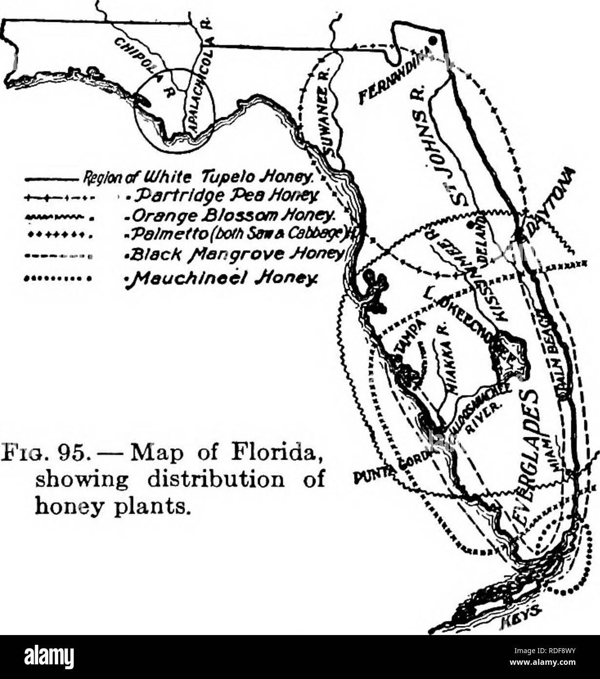 . L'apicoltura; una discussione della vita dell'Honeybee e della produzione di miele. Api; miele. 210 l'Apicoltura due località a pochi chilometri di distanza può essere abbastanza diversamente, quando visto dal punto di vista dell'apicoltore. Questo è vero anche in molte altre parti degli Stati Uniti. (4) La regione semi-arida del sud-ovest si trova principalmente nelle zone aride e semiaride parti del Texas e dell'Arizona e anche qui le piante mellifere sono piuttosto limitati dis- tribution. Tra le piante che sono importanti per l'apicoltore sono mesquite, cavallo- menta, catclaw, huisache guajilla e. La maggior parte della HON Foto Stock