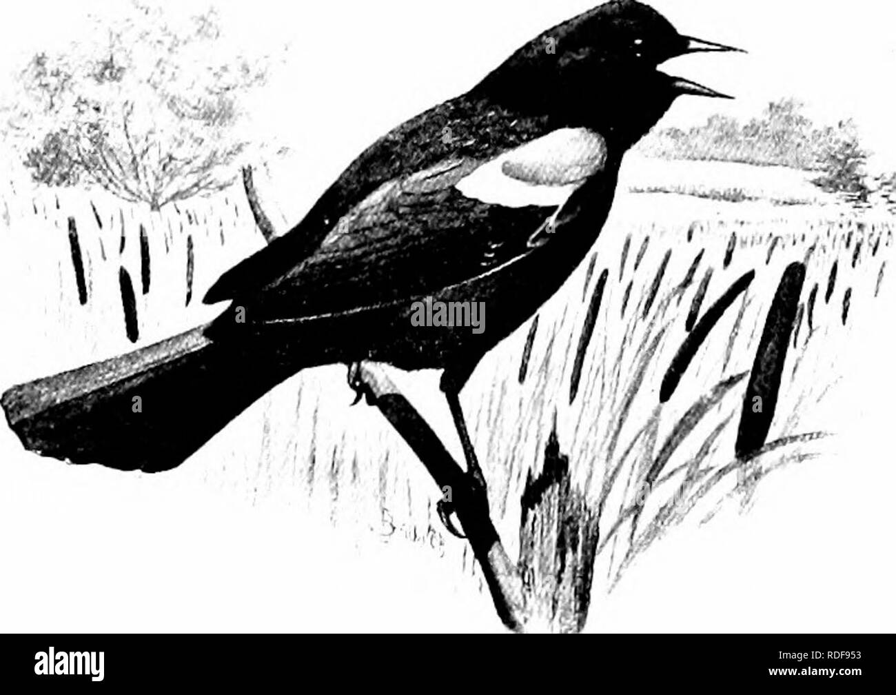. L'American Natural History; una base di conoscenze utili degli animali superiori del Nord America. Storia naturale. 200 ORDINI DI UCCELLI-PERCHERS e cantanti. Rosso-WINGED BLACKBIRD. e ha fornito un tema per numerosi poeti, di cui Bryant era il più celebrato. Il Merlo Red-Winged ^ è un uccello che delizia la mia anima. No marsh o cat-tail swamp è completa senza di lui. La molla non può mai essere perfetto senza la sua dolce, gorgogliano licjuid- "0-ka-lee". Si sente che il flauto come chiamata quando il cielo è chiaro, la calda luce del sole è il campo di allagamento e di flusso, e sono lieto che si sono Foto Stock