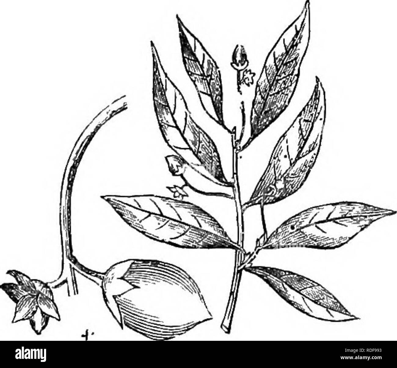 . Alberi e arbusti : un abridgment dell'Arboretum et fruticetum britannicum : contenente la hardy alberi e schrubs della Gran Bretagna, native e straniere, scientificamente e popolarmente descritto : con la loro propagazione, della cultura e degli usi e delle incisioni di quasi tutte le specie. Alberi e arbusti; le foreste e la silvicoltura. 13^0. L. caioliniSnais. 13.^1. jL. caTolin£naiB. Varietà. S L. u. 2 glabra Pursh. - Foglie leggermente glabrous. 1 L. C. 3 pubeseens Pursh. - Foglie leggermente pubescent. 2 L. C. 4 obtusa Pursh. - Foglie di forma ovale-ottuso. Adatto solo per il caldo o situazioni riparate o per essere messi nuovamente Foto Stock