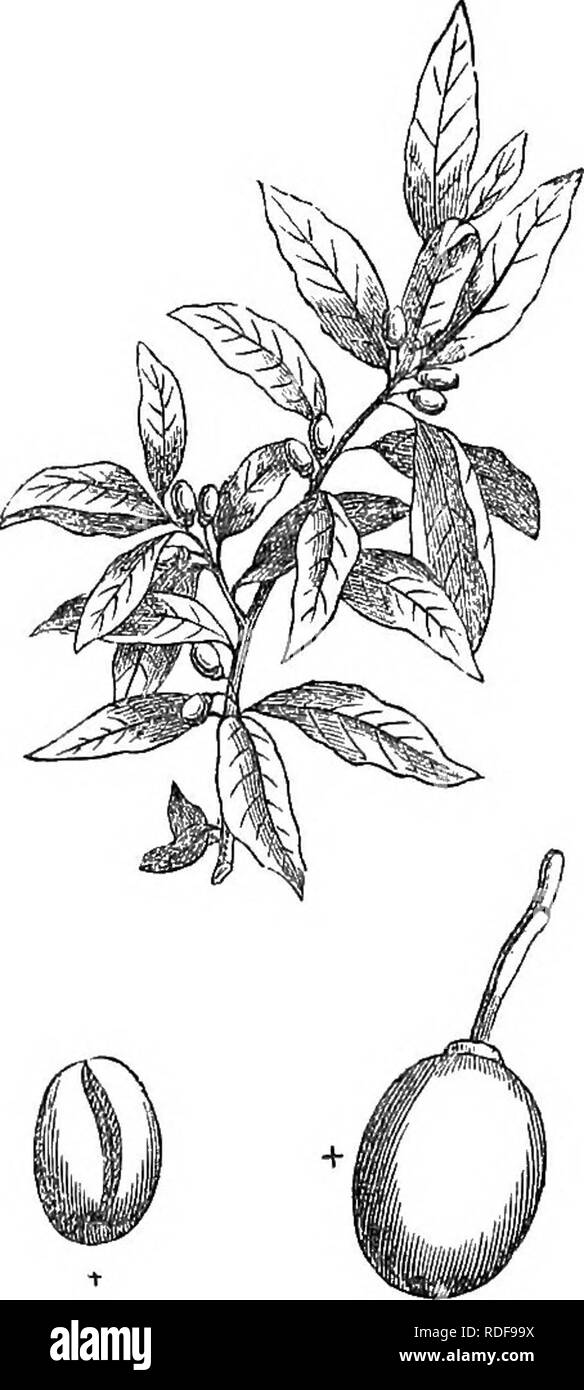 . Alberi e arbusti : un abridgment dell'Arboretum et fruticetum britannicum : contenente la hardy alberi e schrubs della Gran Bretagna, native e straniere, scientificamente e popolarmente descritto : con la loro propagazione, della cultura e degli usi e delle incisioni di quasi tutte le specie. Alberi e arbusti; le foreste e la silvicoltura. ITi'il. LadmsndlilUs. torish gusto. La pianta richiede un buon terreno libero e non potrà prosperare all'aria aperta, in un clima molto più freddo che gf i dintorni di Londra. In genere è propagato da strati; ma, come le bacche sono mature nel Sud dell Inghilterra e può essere avuto in Foto Stock