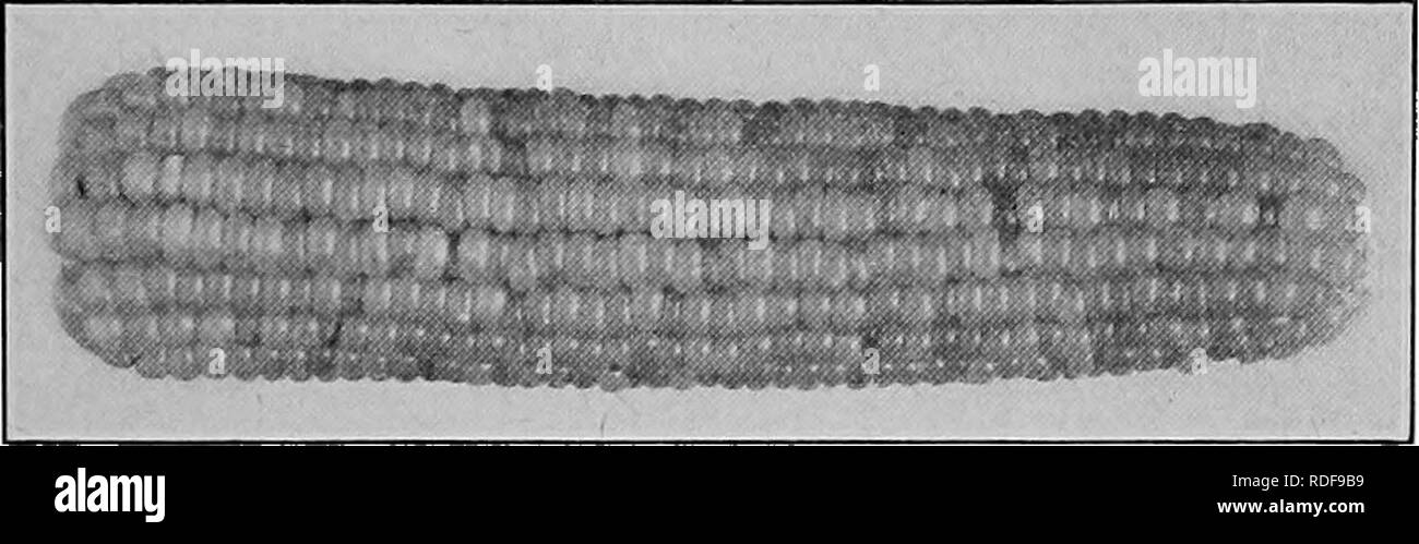 . Raccolti di Campo per il cotone-cintura. L'agricoltura. Origine, CLASSIFICAZIONE, varietà di mais 179 che i kernel "giro interno" quando riscaldato, e per le piccole dimensioni del kernel e orecchie. Vi è anche un exces- sive proporzione dell'endosperma corneo, che conferisce la proprietà di "scoppio". Una spiegazione della proprietà di "scoppio" risiede nel fatto che il calore provoca l'esplosione del contenuto di umidità e l'endosperma essendo così denso che l' ampliamento non può essere prelevato all'interno,' endosperma è causato a evert circa l'embrione e della carena, formando un whi Foto Stock