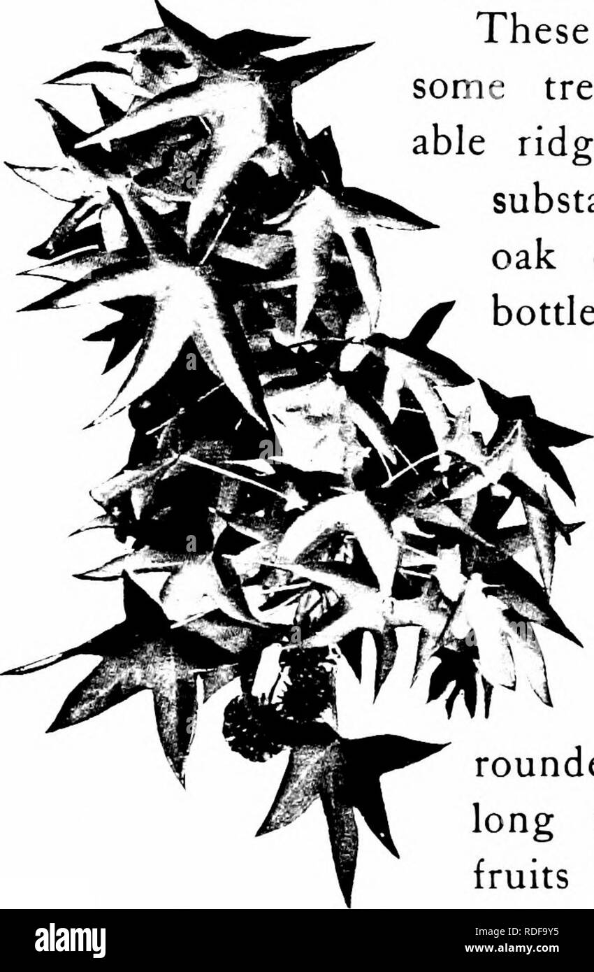 . Familiarizzare con gli alberi . Alberi. GETTING AC^AINTED con gli alberi con i suoi compagni della palude, salvo forse quando l'inverno ha snudato il suo peculiare alati e stranamente "corky rami". Questi rami dispari di orso, su alcuni alberi particolarmente, un avviso- in grado ridge, costituita dalla stessa sostanza che in sughero- oak d'Europa fornisce la bottiglia a tappi del commercio. Essa rende la struttura invernale del dolce- gum più distinte e pittoresco che ap- pearance è accentuata dall'interessante piccolo seme-sfere, o frutti, arrotondato e spinose, che pendono lunghe dai rametti. Th Foto Stock