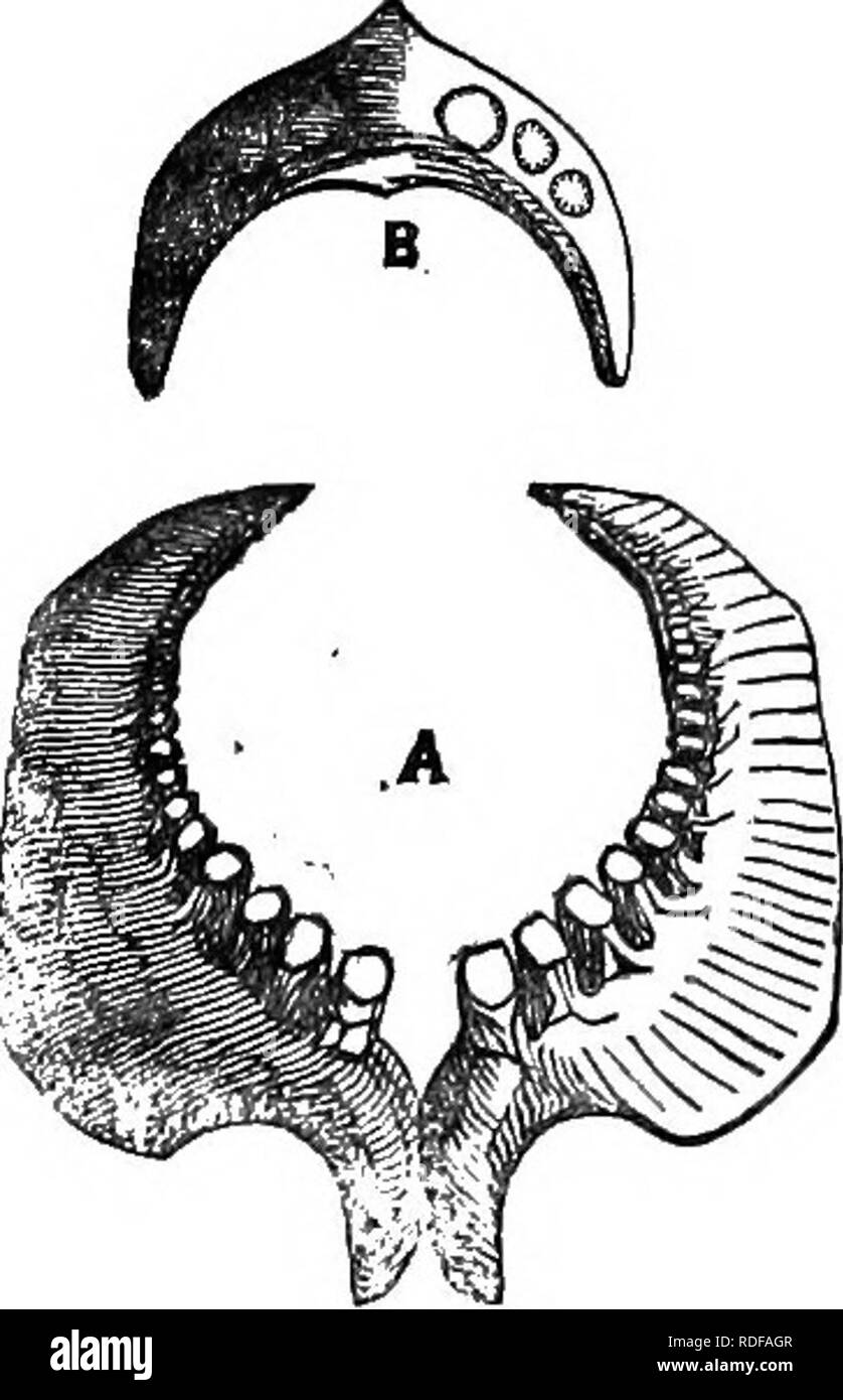 . Carte Cope, 1871-[1897. Zoologia; Paleontologia. 1S79.] 467 [Cope. PLACOPHARYNX, far fronte. Oenus novum. Alleate PtyoJiostomus, Ag. I denti faringei molto ridotti di numero, solo sette su metà prossimale dell'osso, cilindrica nella forma, con un ampio truncate triturando superficie. Questi giocare contro un ampio crescentica chitina-come la protezione sulla parte posteriore del tetto della cavità faringea. Tre divisioni della vescica natatoria. Con una grande supei-flcial somiglianza con Ptyohostomus, l'apparato masticatorio è diverso da quello di qualsiasi forma Catostomoid noto a me e combina le peculiarità obse Foto Stock