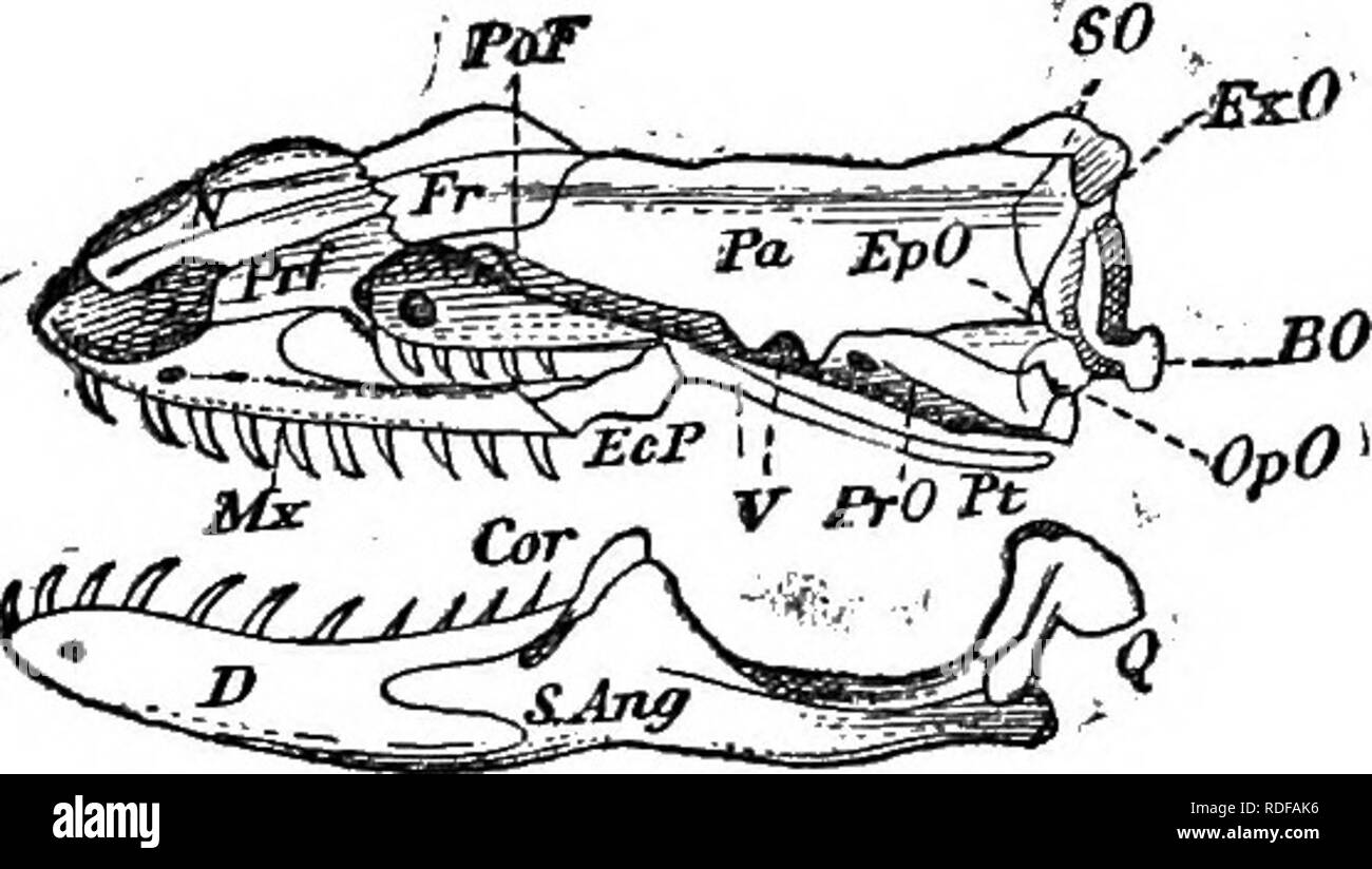 . Carte Cope, 1871-[1897. Zoologia; Paleontologia. Fig. 15. - Clidastes propython, far fronte; cranio da dietro. racchiusi come di consueto tra il exoccipital dietro il prootic ante riorly e inferiormente il pa- rietal sopra,e asmall area racchiusa tra queste ultime e la exoccipital, che è sia l'estremità del supraoccipital o un elemento distinto, forse epiotic. (Vedere fig. 16 : BO, Basioccipi- Kg. le.   Cylindrophis rufa. lemt. * In un sistema di raccolta osteologica della scalata Reptilia, pubblicato nel " Atti della Accademia delle Scienze Naturali", Phila., 1864, p. 224, un errore Foto Stock