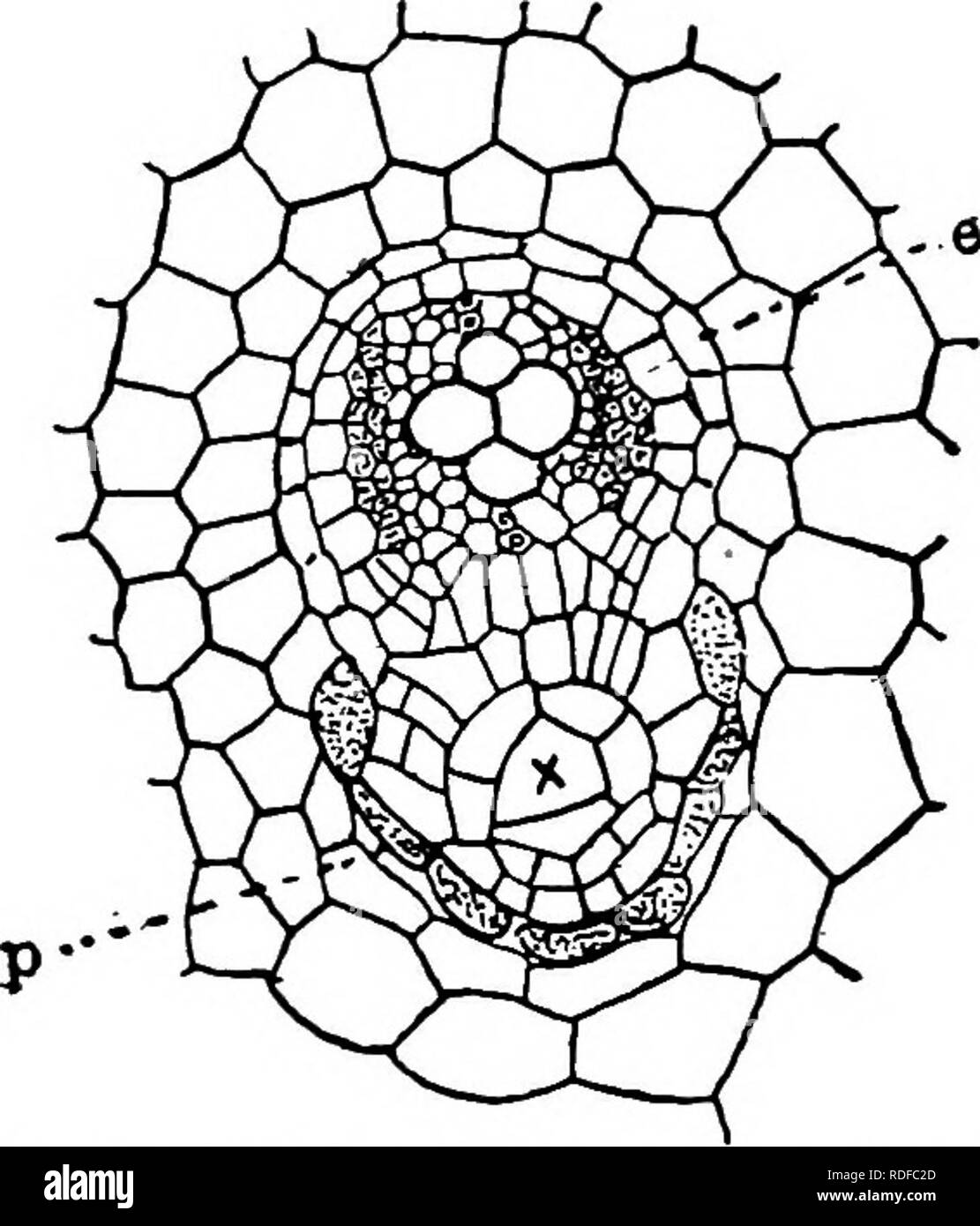 . La struttura e lo sviluppo di muschi e felci (Archegoniatae). Morfologia vegetale; muschi e felci. FILICINE^^ LEPTOSPORANGIAT 337 en. prima capsula formata la cella (o "segmento epidermica", per usare le sue termin- ologia), vi è nella parte centrale, sempre un raddoppio delle cellule mediante pareti periclinal, in modo che ogni strato della radice più vecchi-cap è normalmente doppia, eccetto talvolta al bordo estremo. Vi è molto piccolo spostamento delle cellule per un lungo periodo di tempo, e sezioni trasversali della radice, realizzata ad una certa distanza al di sotto del vertice, mostrano ancora la Hmits dell'originale sextant pareti che formano s Foto Stock