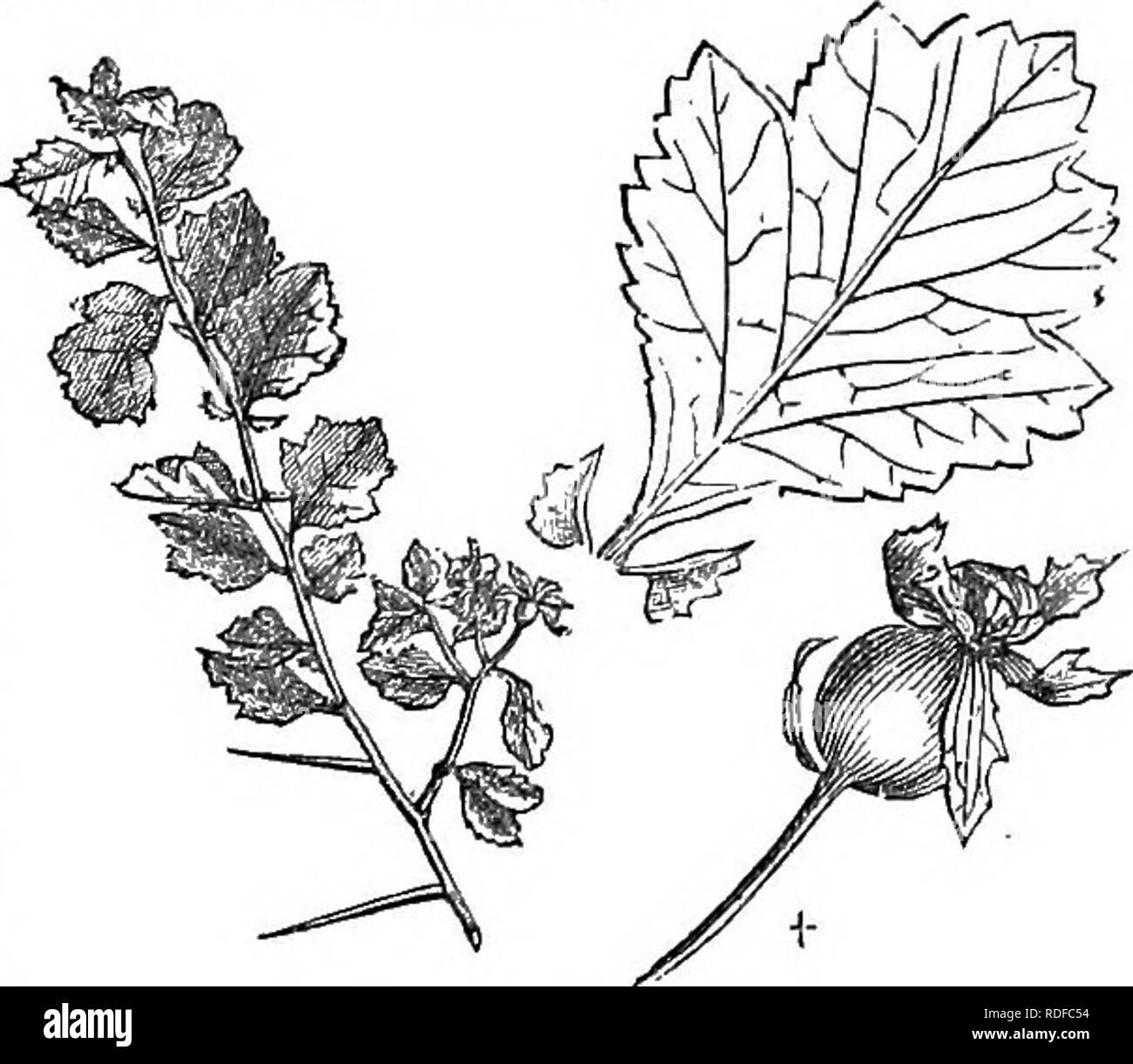 . Alberi e arbusti : un abridgment dell'Arboretum et fruticetum britannicum : contenente la hardy alberi e schrubs della Gran Bretagna, native e straniere, scientificamente e popolarmente descritto : con la loro propagazione, della cultura e degli usi e delle incisioni di quasi tutte le specie. Alberi e arbusti; le foreste e la silvicoltura. 672. C. p. fliSrida. Varietà. * C. p. 2 florida, C. florida Loiid. Cat. (J%. 726. in p. 402 e dei nostri fig. 672.), ha le foglie e frutta alcuni- cosa più piccolo e versatile rispetto a quelli della specie. 3t C. p. 3 grossidaricefolia, C. linearis Lodd. Cat. (Fig. 728. in p. 402 e dei nostri fig. Foto Stock